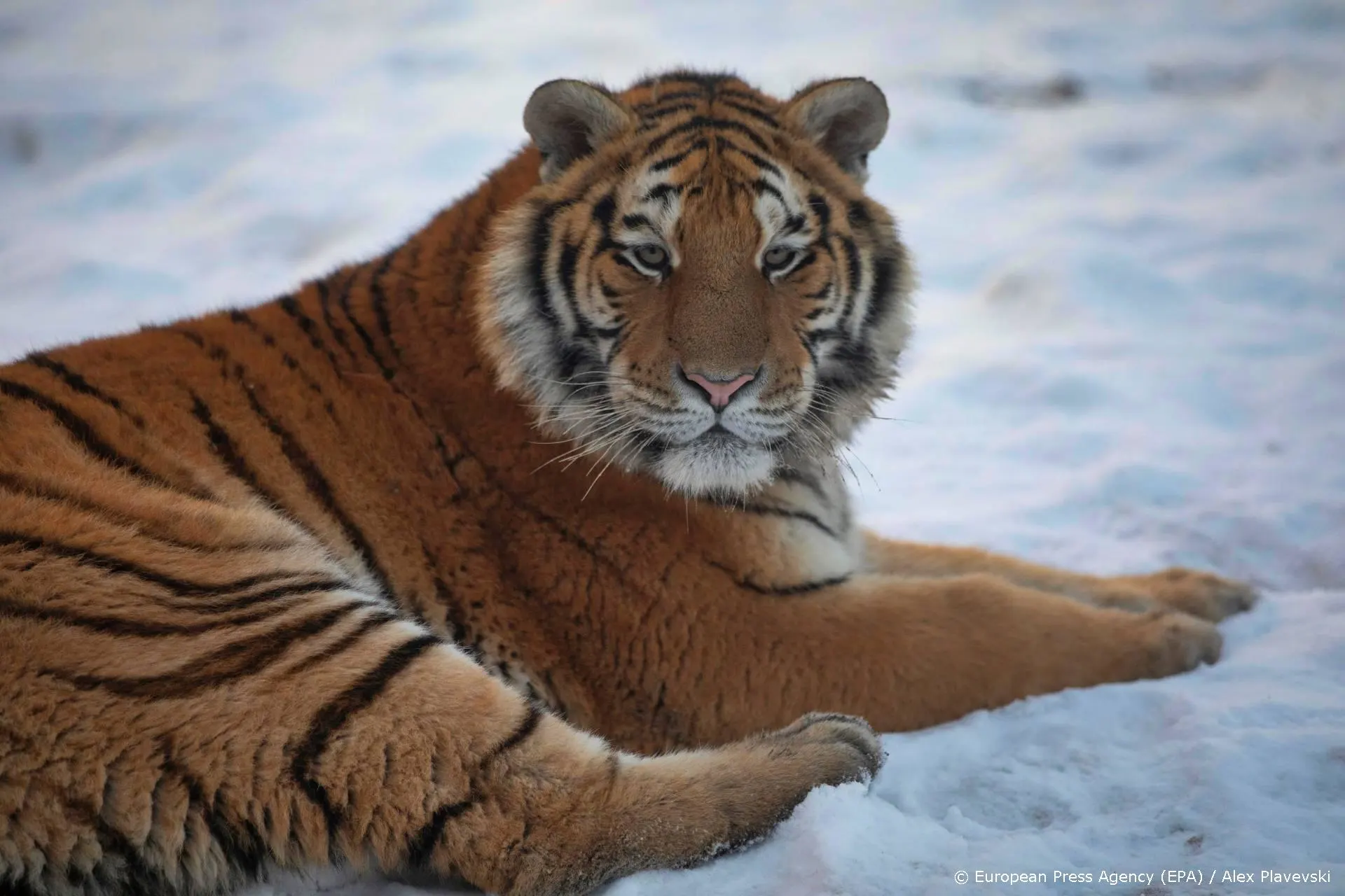 Joe Exotic hoopt op vrijlating op laatste dag Trump