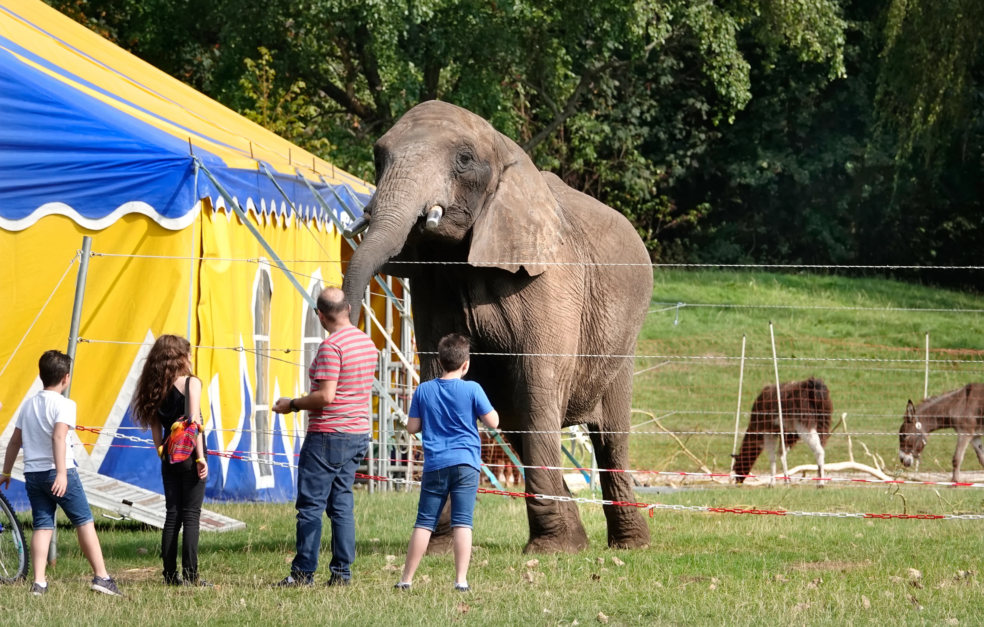 Dierenorganisaties vechten besluit over olifant Buba aan