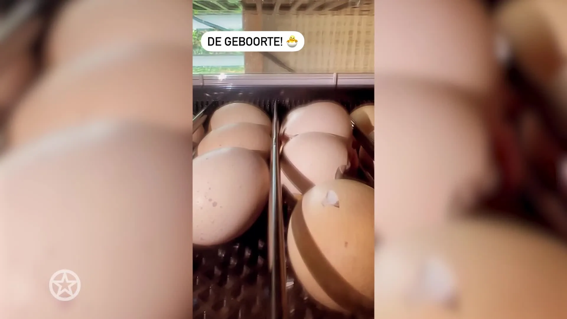 Chantal en Robert verwelkomen kuikentjes