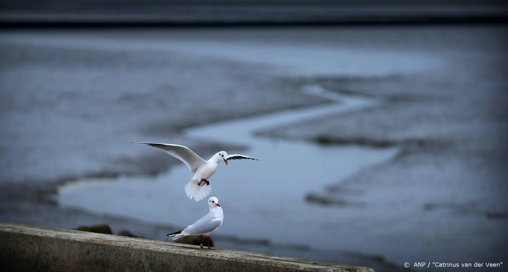 Ruim 1,2 miljoen mensen zien geboortegolf in Het Wad