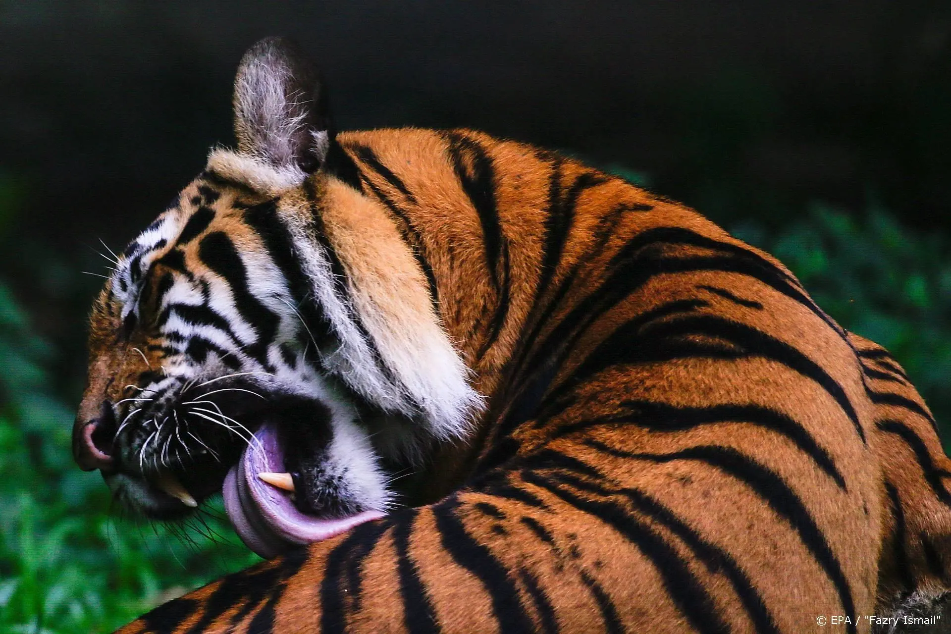 Tiger King Joe Exotic gaat Trump om presidentieel pardon vragen