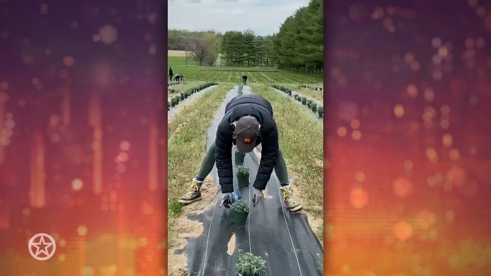 Yolanda Hadid bezig op haar lavendelboerderij