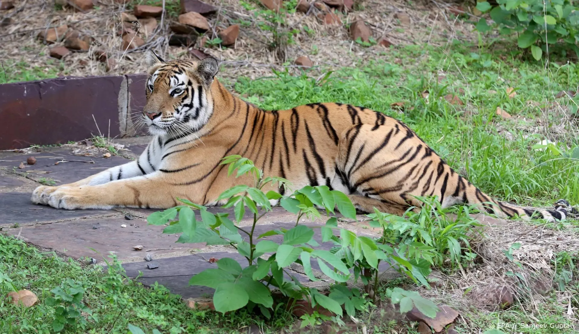 'Film over Netflix-hit Tiger King in de planning'