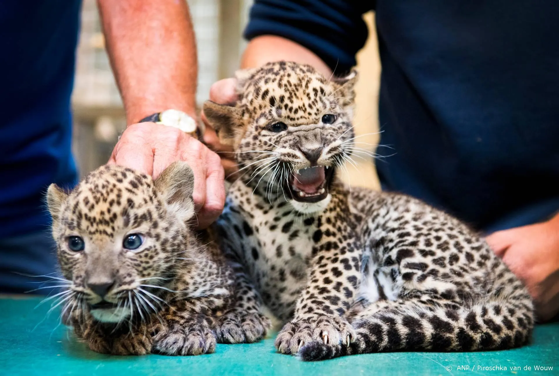 Tiger King-serie met Nicolas Cage te zien bij Amazon