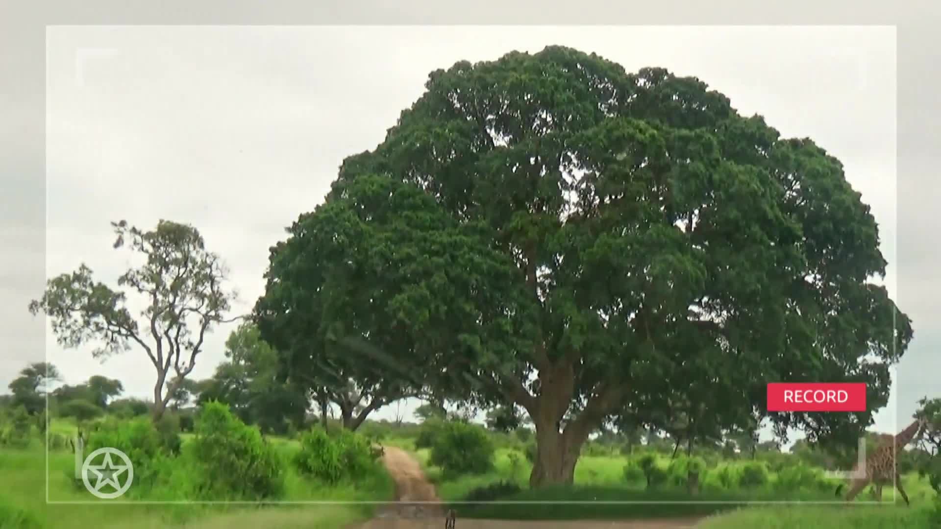 Ik Vertrek-stel Edwin en Kirsten reageren op het 'giraffe-incident'