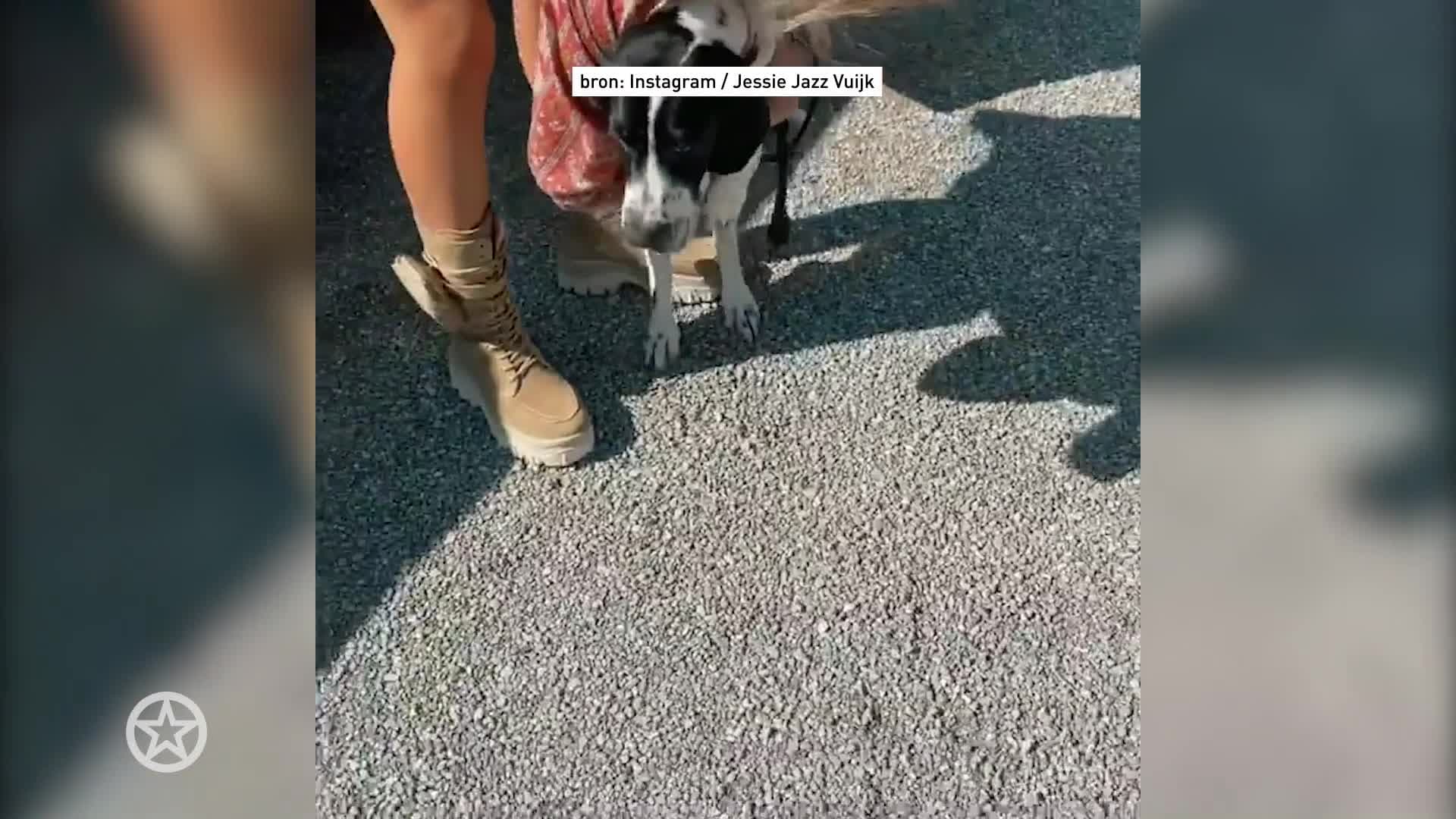 Jessie Jazz Vuijk en Kaj Gorgels adopteren puppy