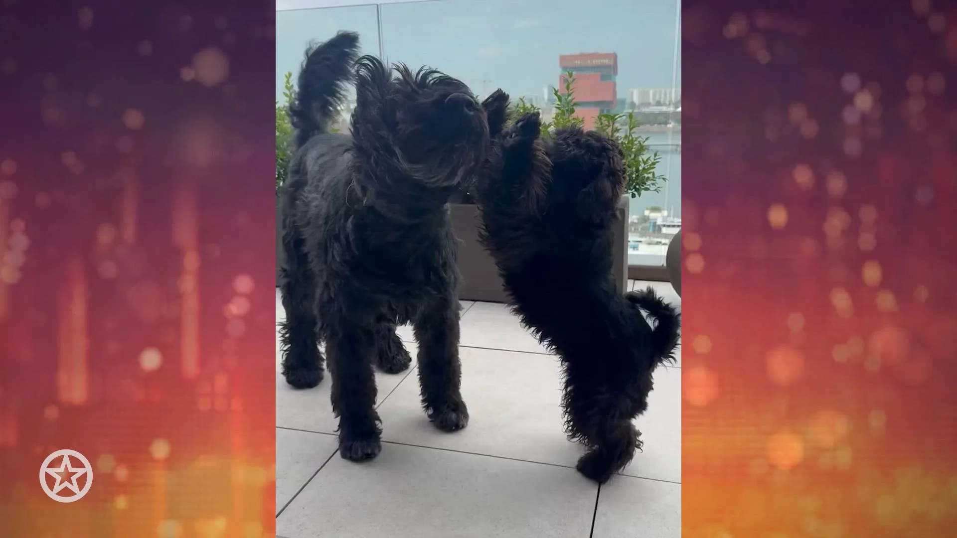 Honden familie Verhulst lijken eindelijk beste maatjes