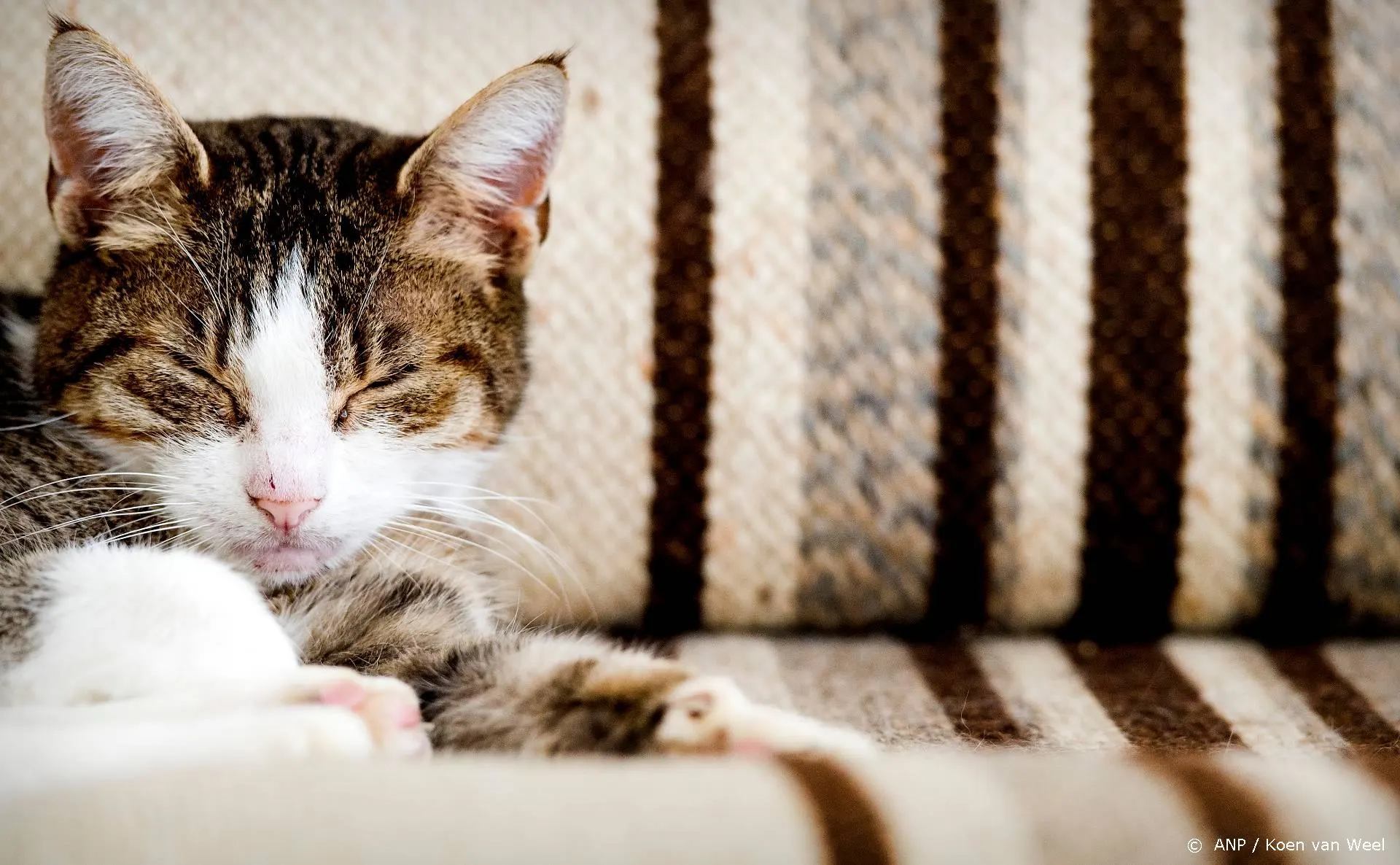 Tom Ellis biedt Zoom-gesprek aan voor steun aan kattenopvang