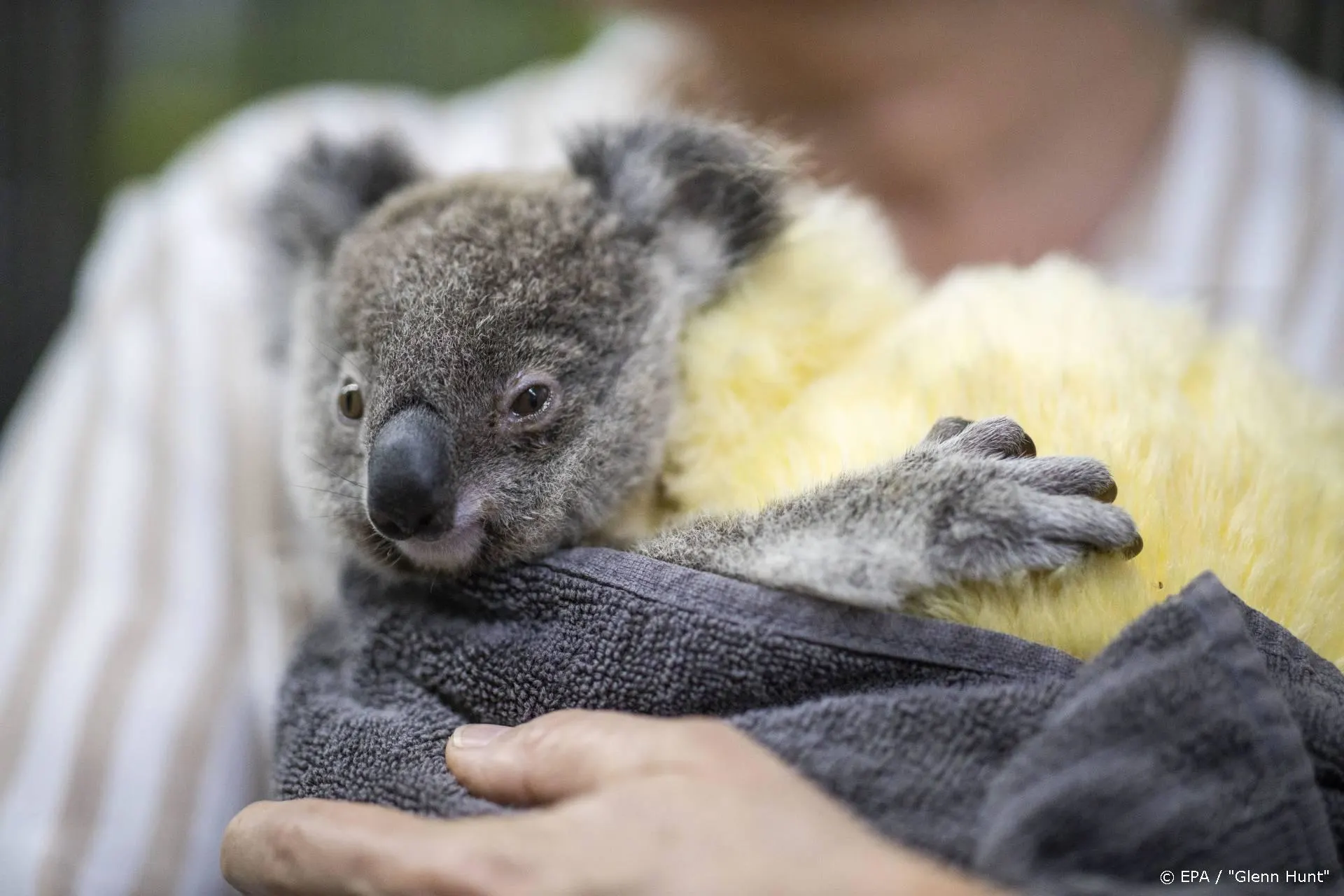 Kinderen halen bijna 1,5 ton op voor koala's