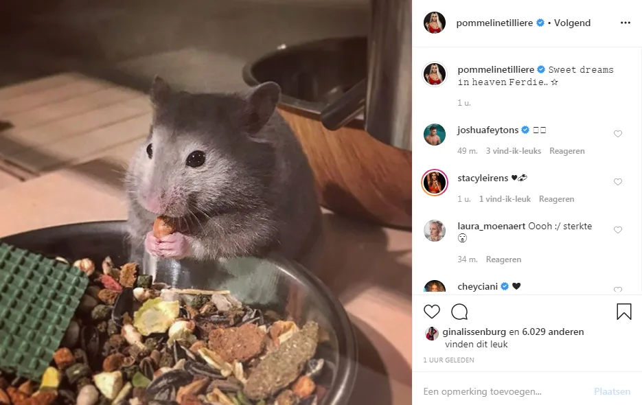 Groot verdriet voor Temptation-Pommeline