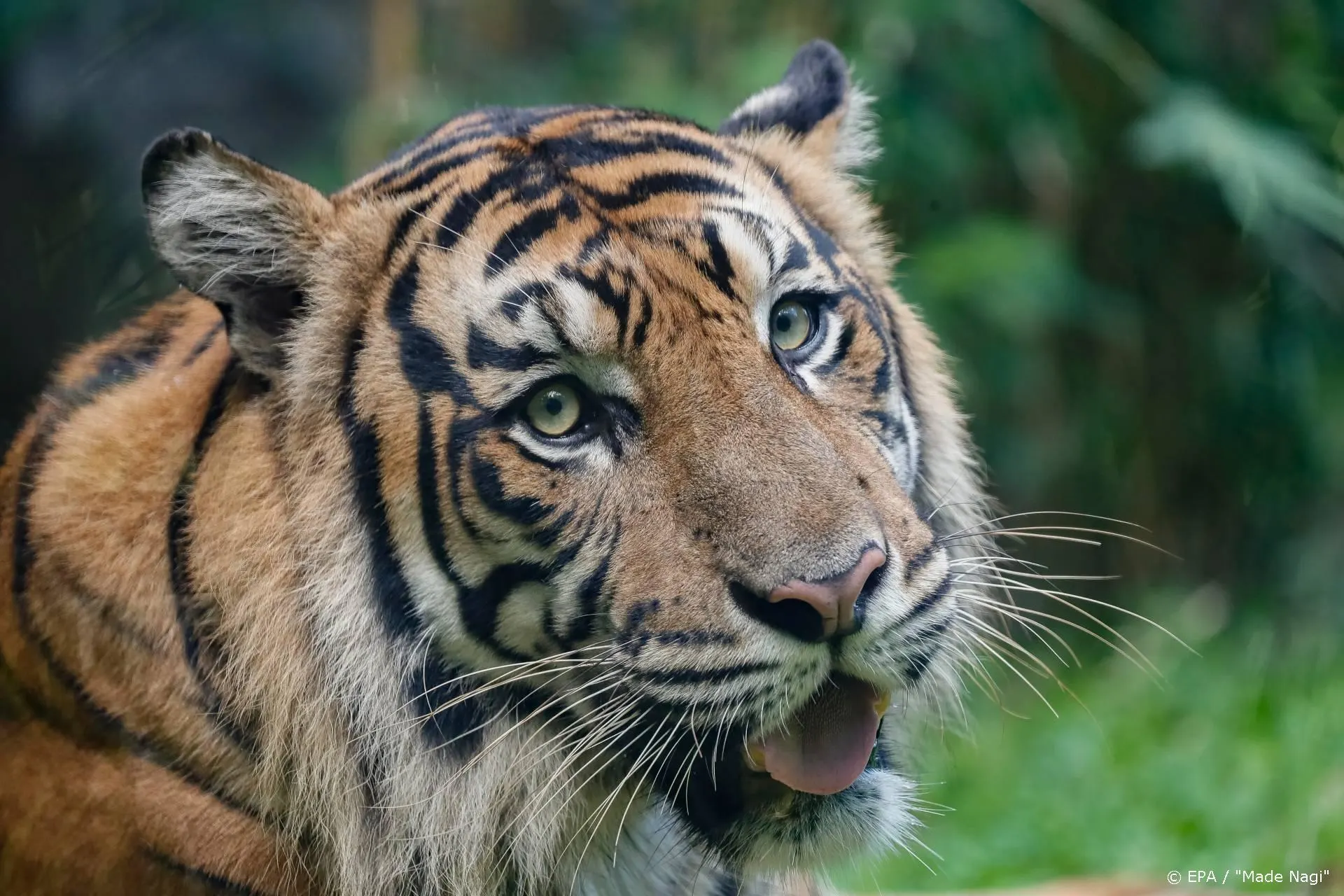 Groen licht voor serie rond Carole Baskin uit Tiger King