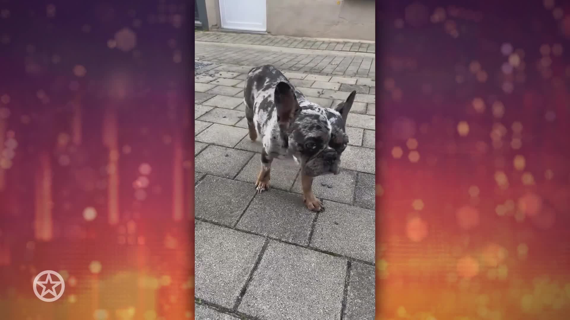 Temptation Island-ster Pommeline neemt afscheid van hond