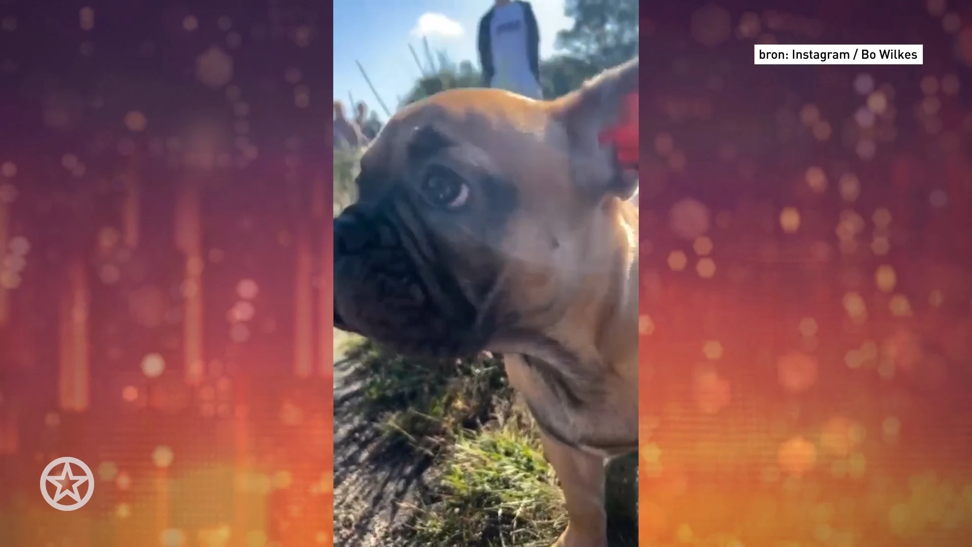 Bo Wilkes verwelkomt nieuw hondje Bob