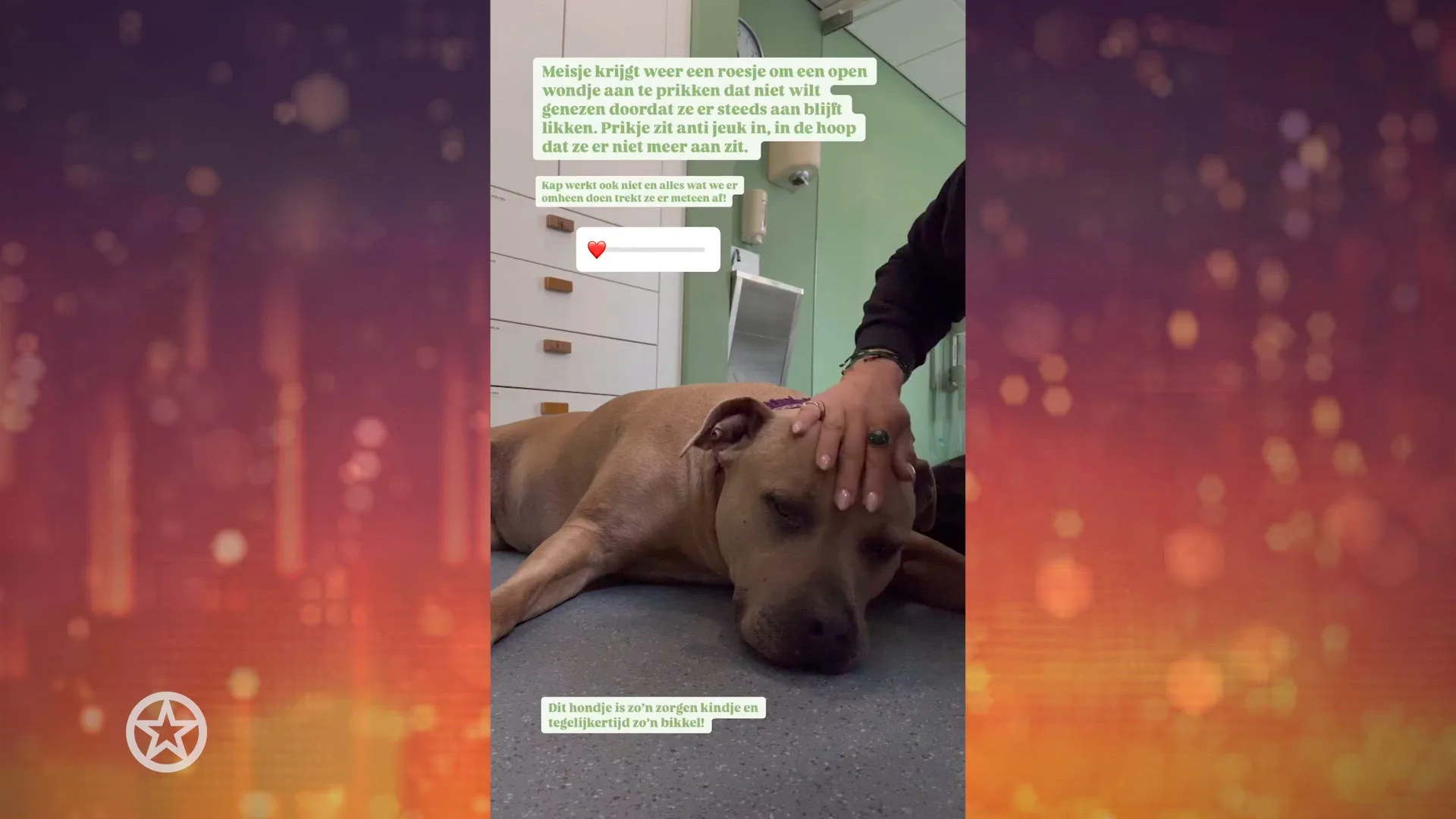 Hond van Monique Westenberg blijft kwakkelen met gezondheid