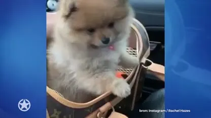 Gezinsuitbreiding voor Rachel Hazes