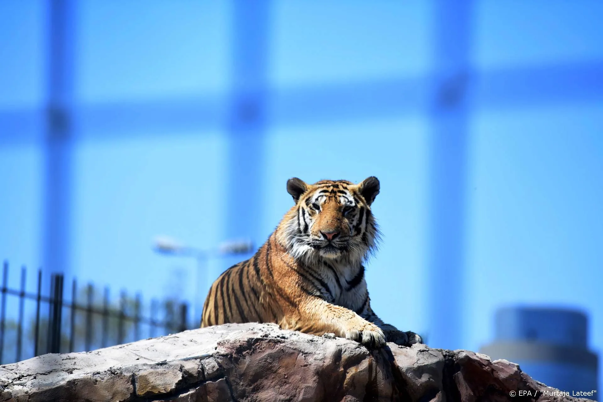 Tiger King blijft onverminderd populair op Netflix