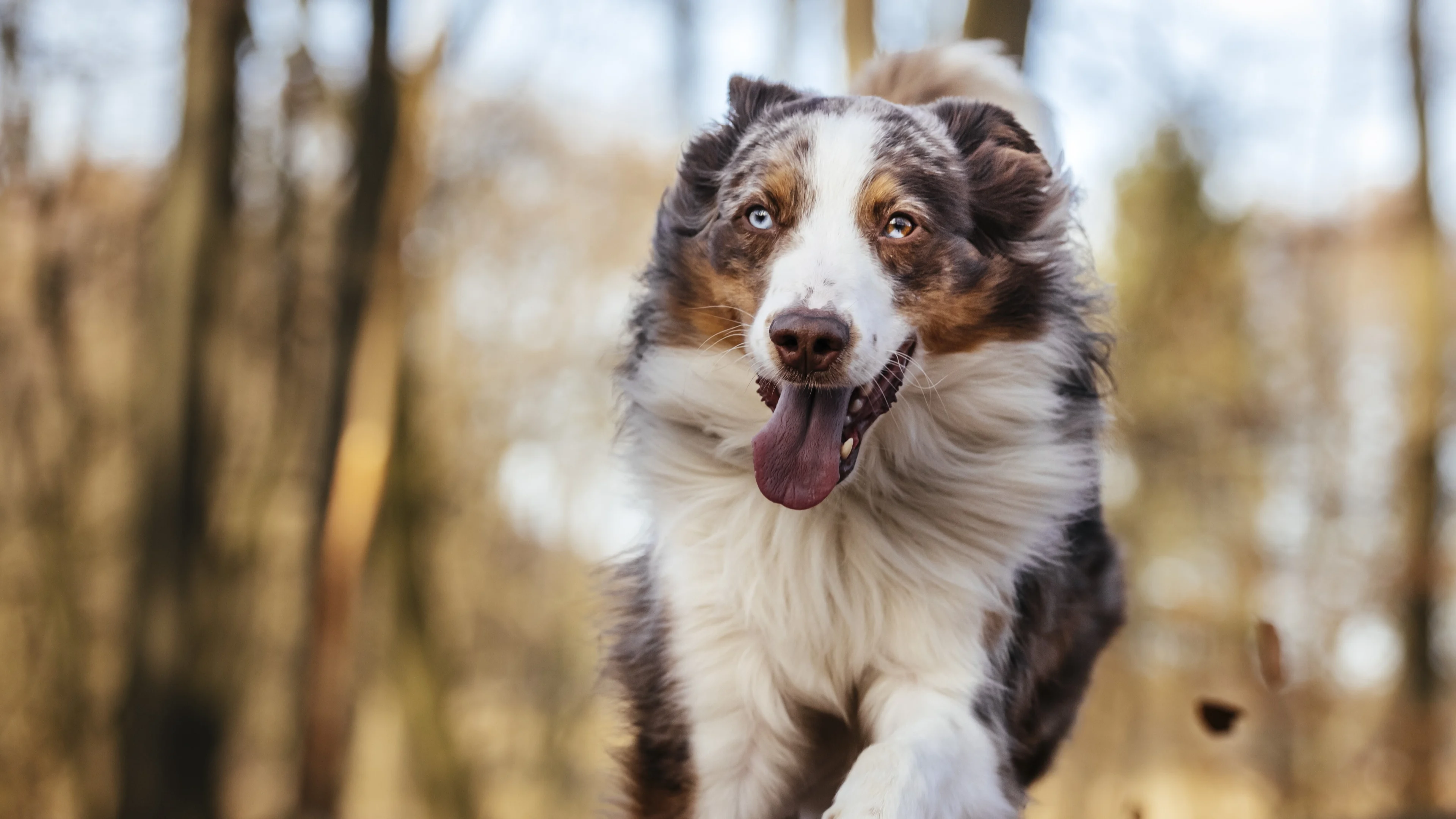 Multimiljonair beschuldigt deze BN'er van stelen hond