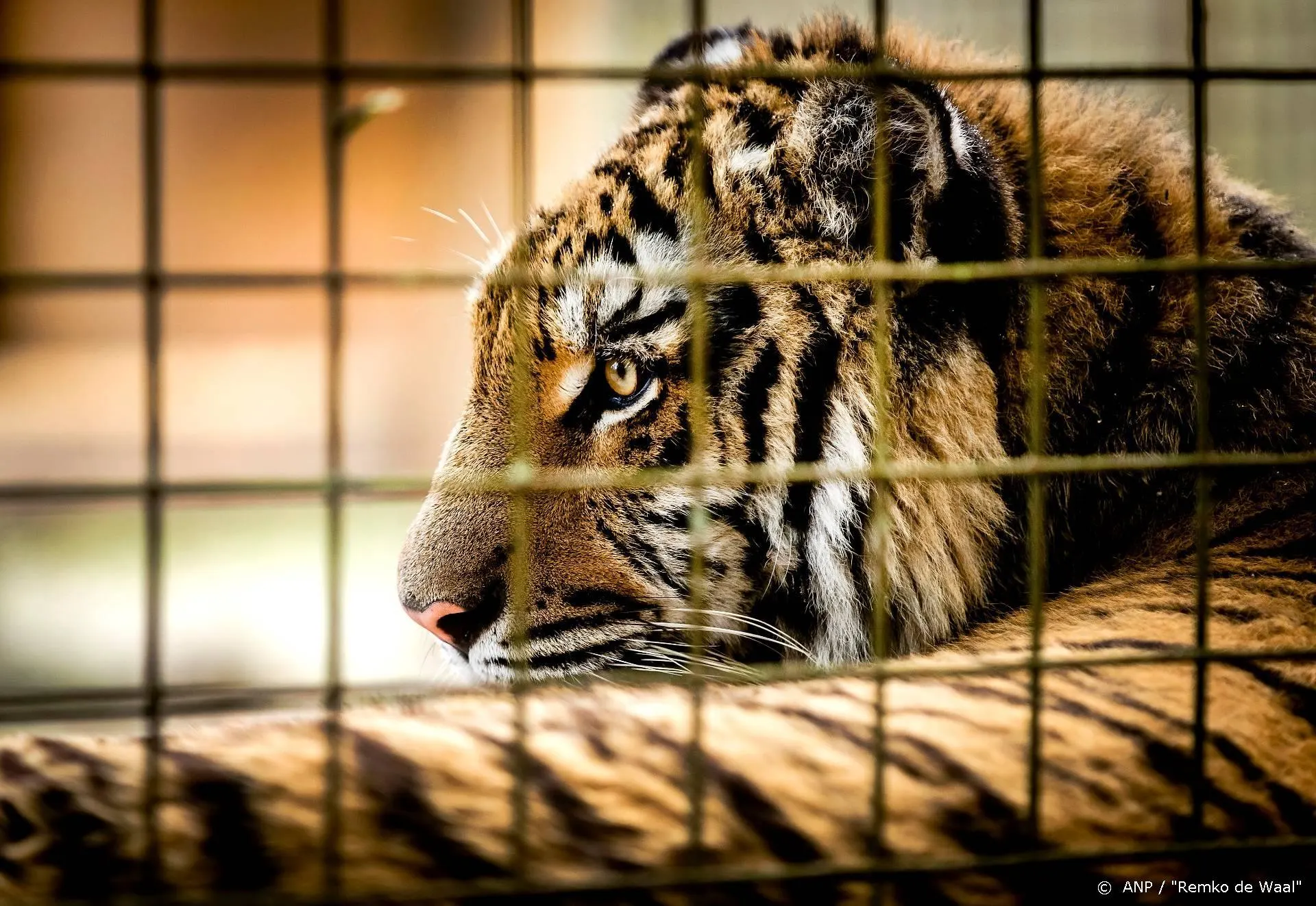 Juridisch team Joe 'Tiger King' Exotic in Washington voor pardon