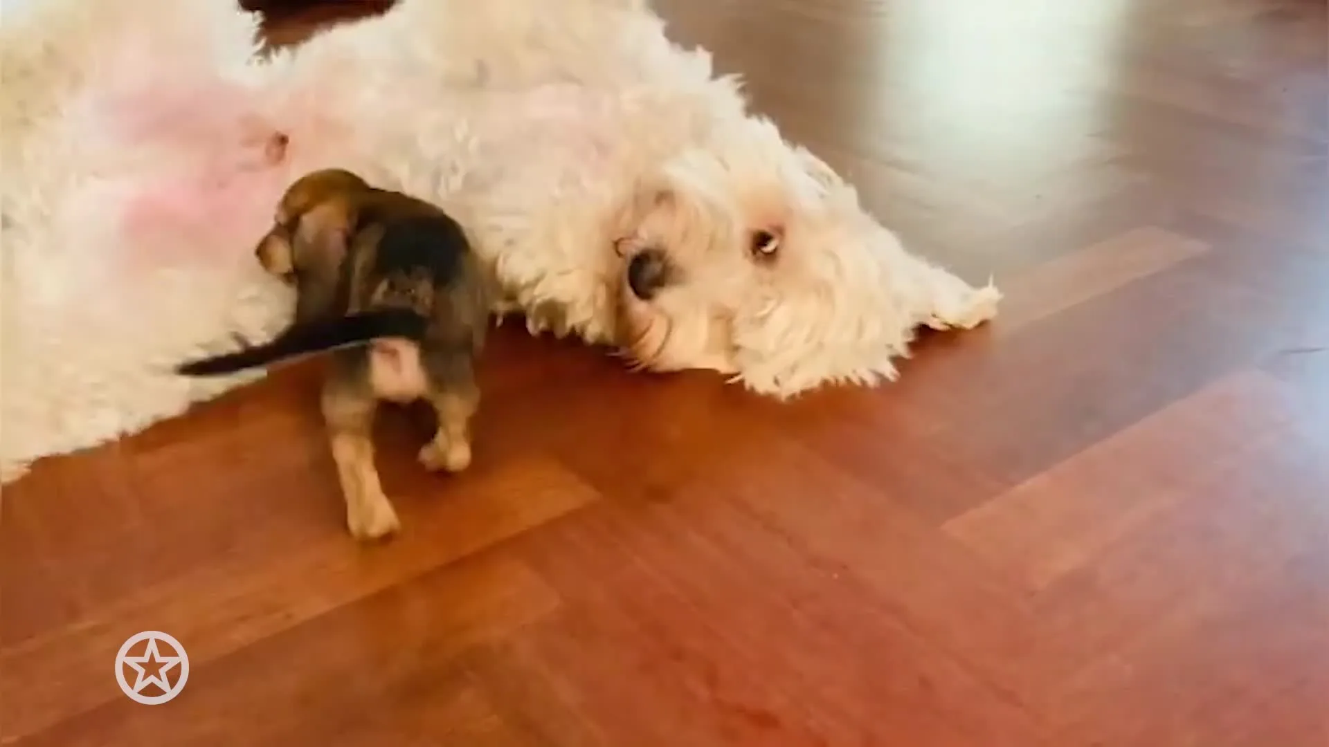 Rob de Nijs verwelkomt nieuw gezinslid