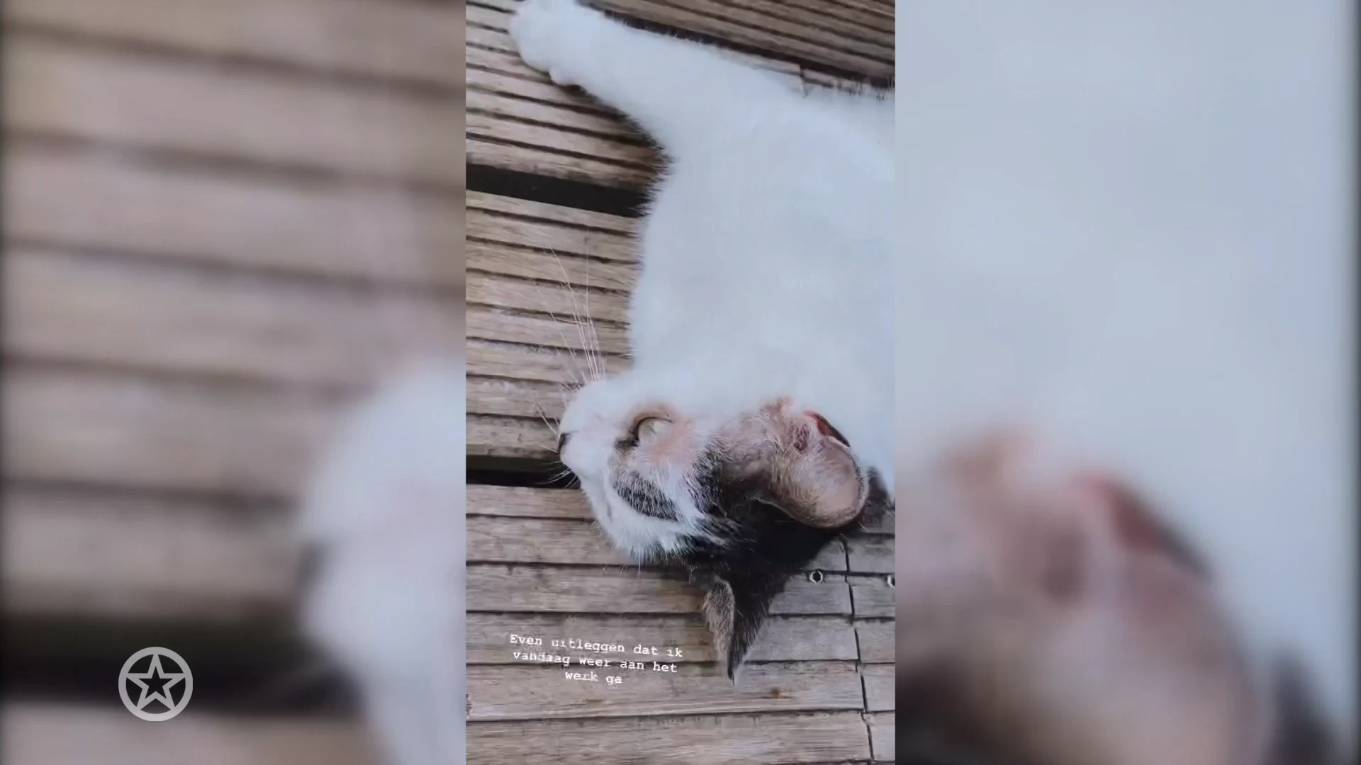 Marieke Elsinga deelt leuk nieuws met kat Kiki