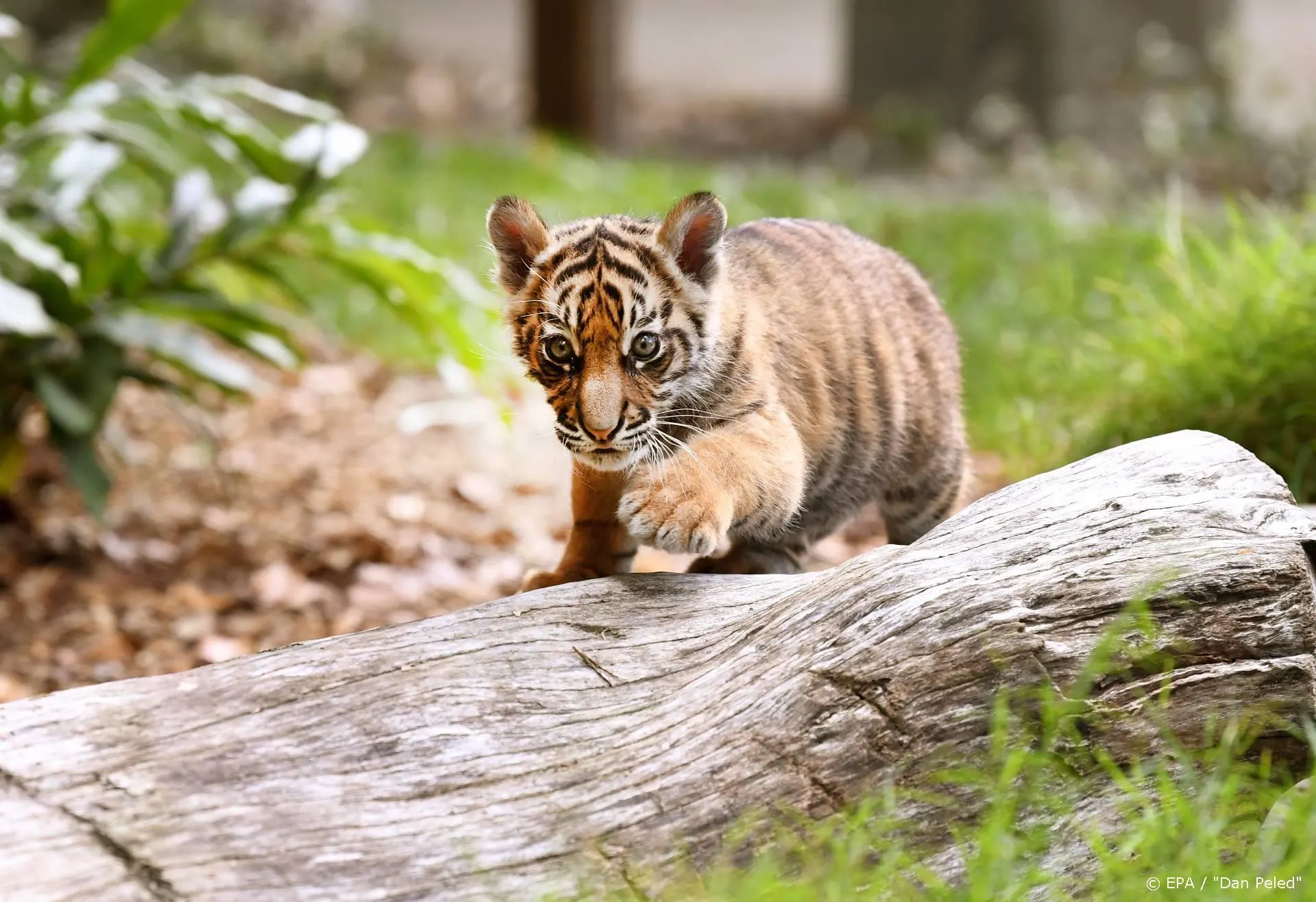 Misdaadzender komt met vervolg op Netflix-hit Tiger King
