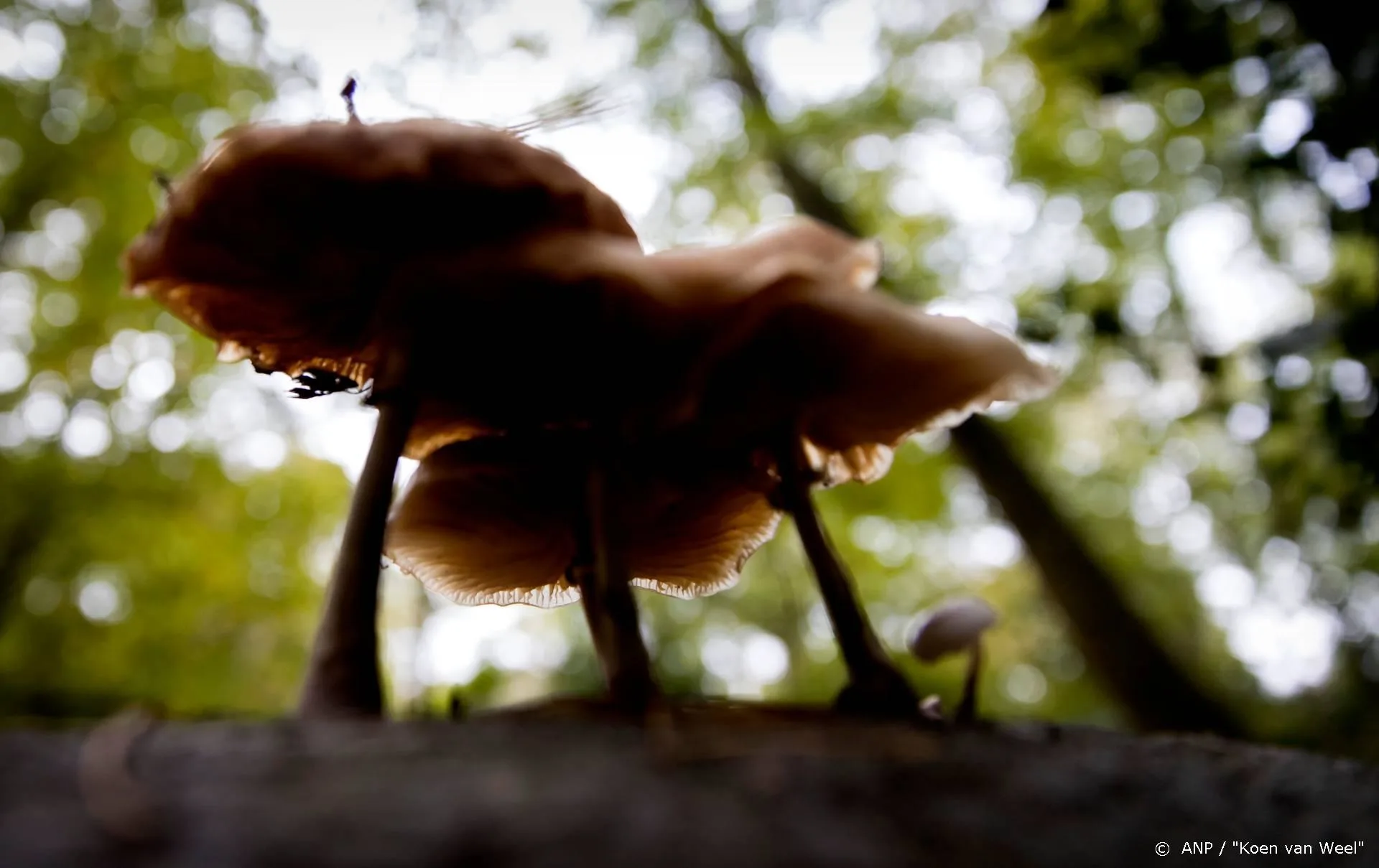 Amerikaanse singer-songwriter John Prine overleden aan corona