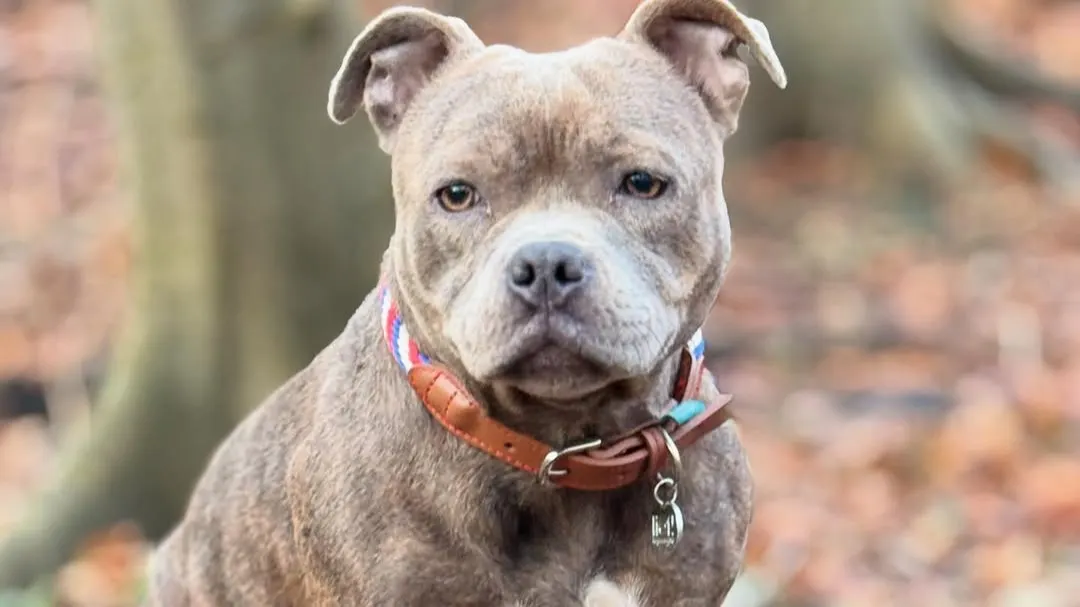 Radeloze realityster komt met noodkreet: 'Beloning 5000 euro'