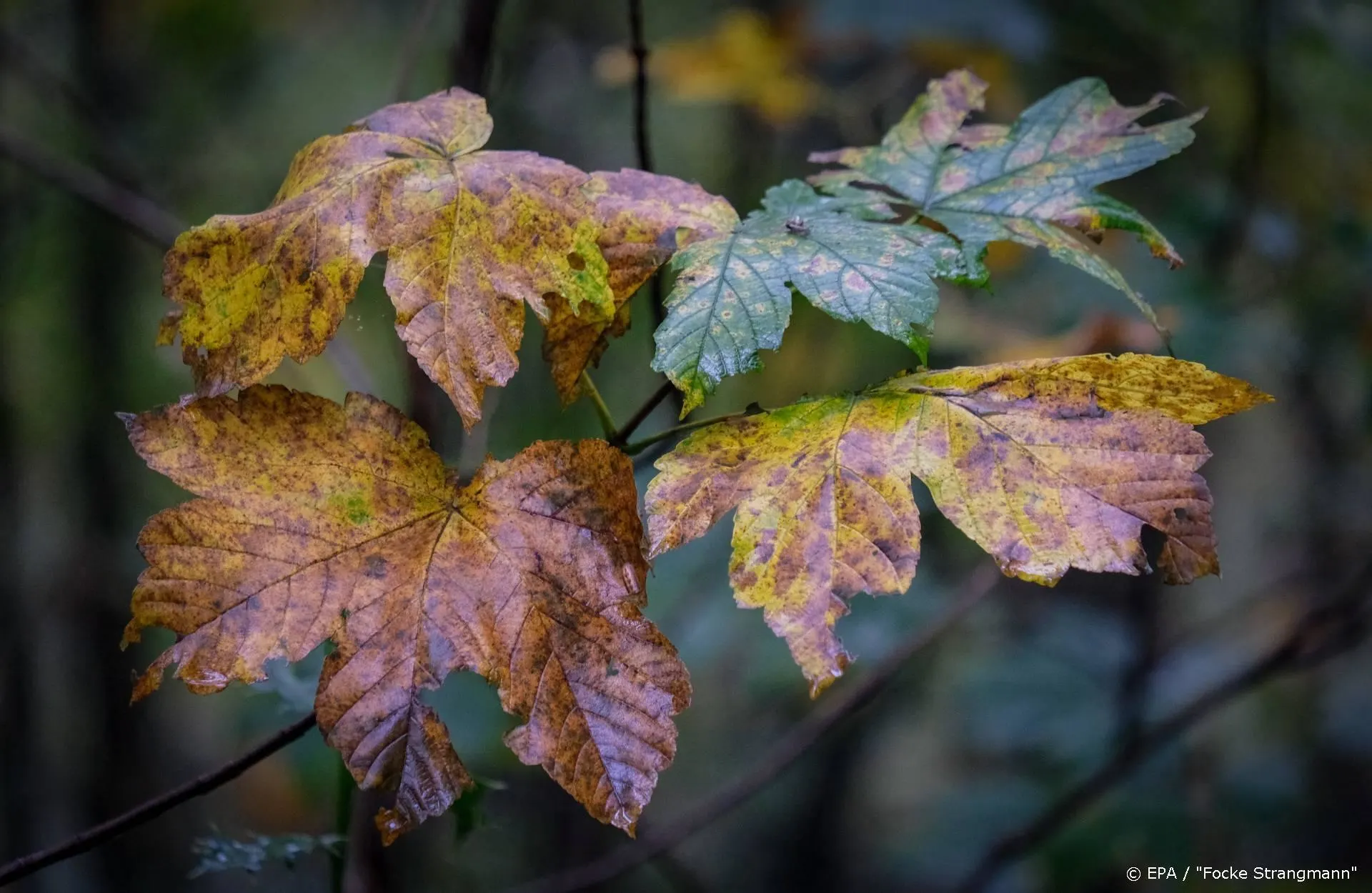 Hoofdrolspeler uit Human Centipede van Tom Six overleden