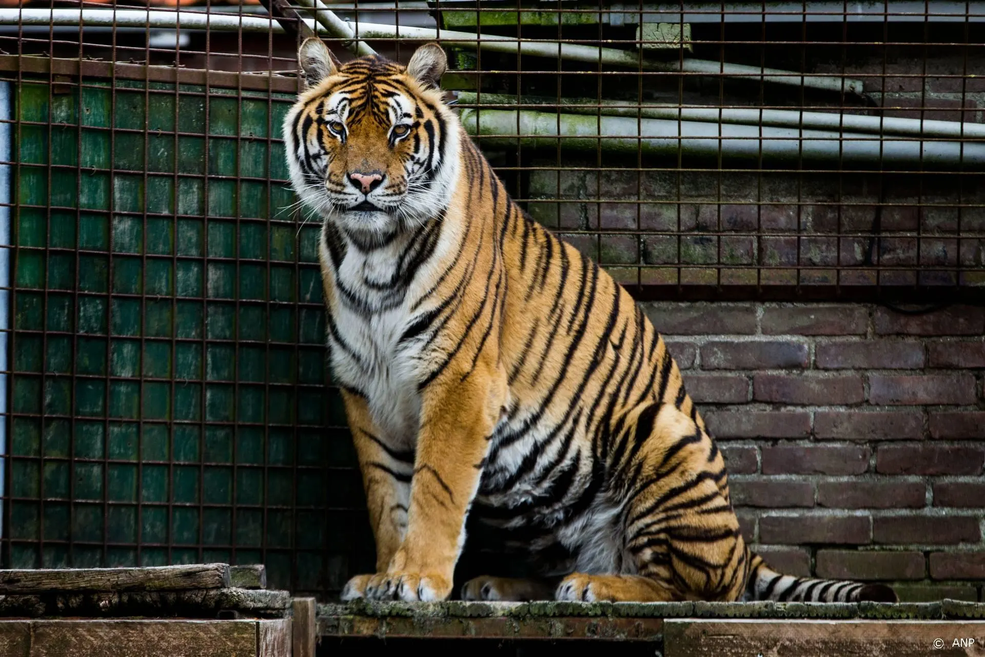 Carole Baskin gaat show over dierenmishandeling maken