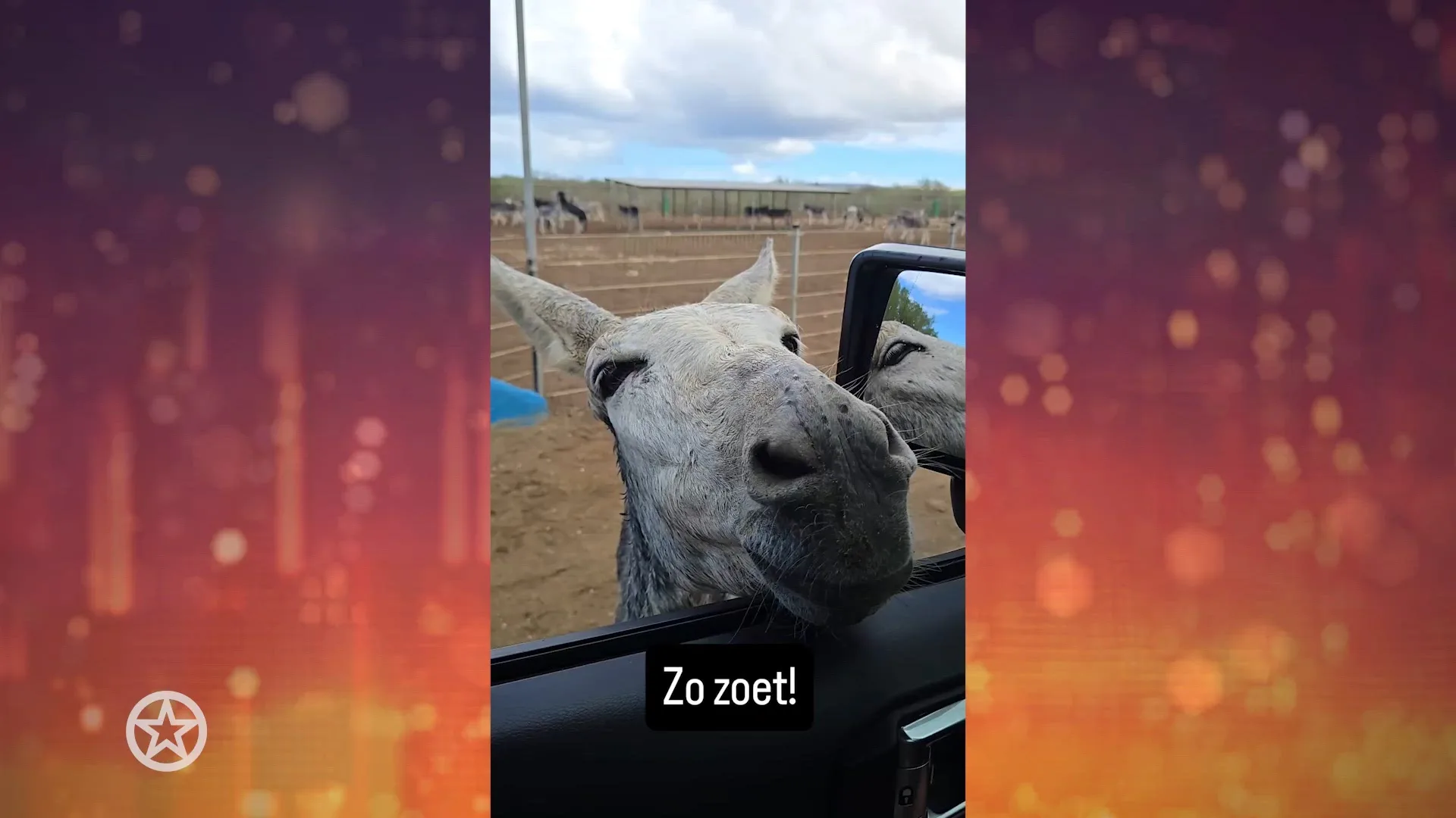 Gordon Heuckeroth adopteert ezel op Bonaire