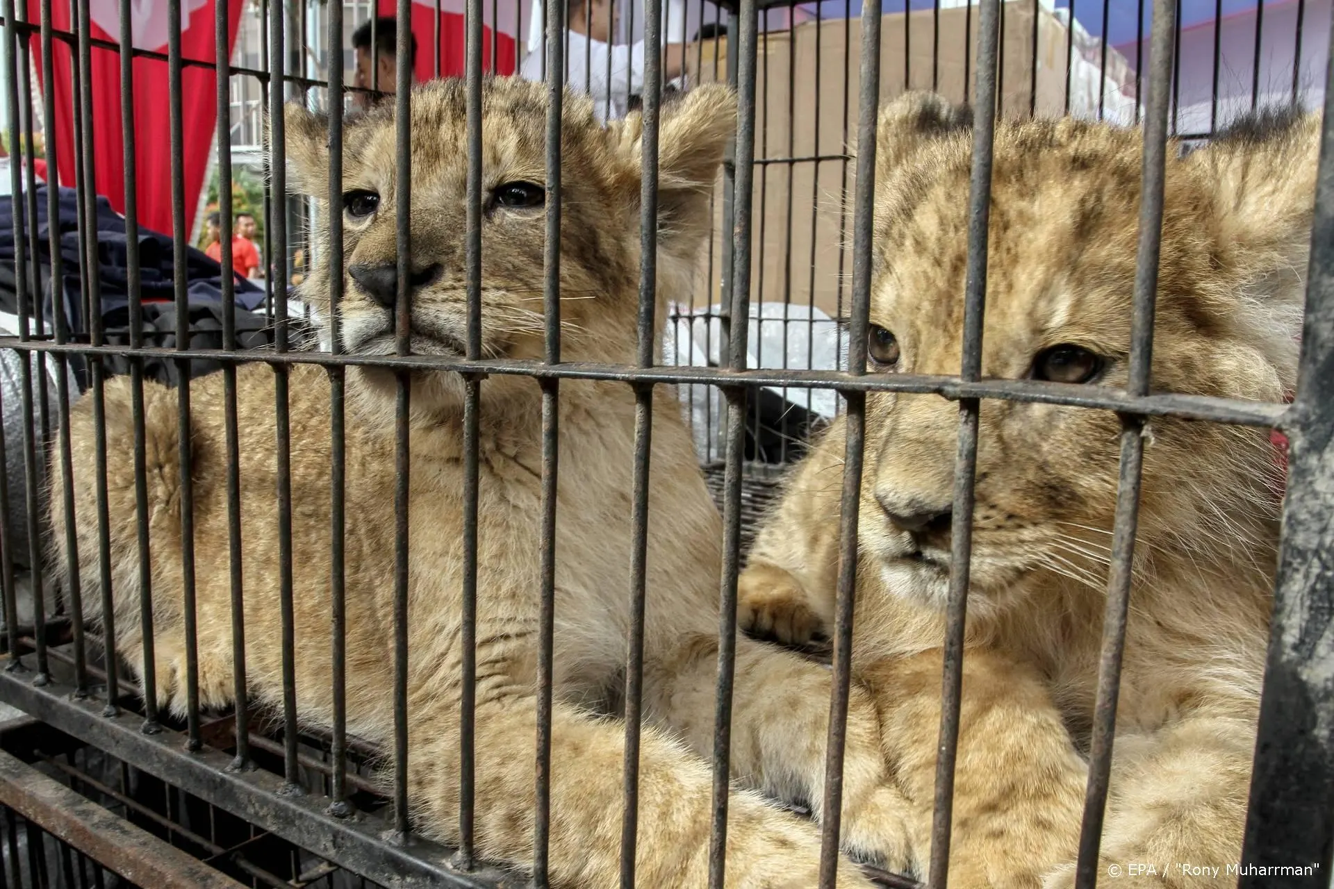 Winst voor PETA in zaak tegen Tiger King-ster