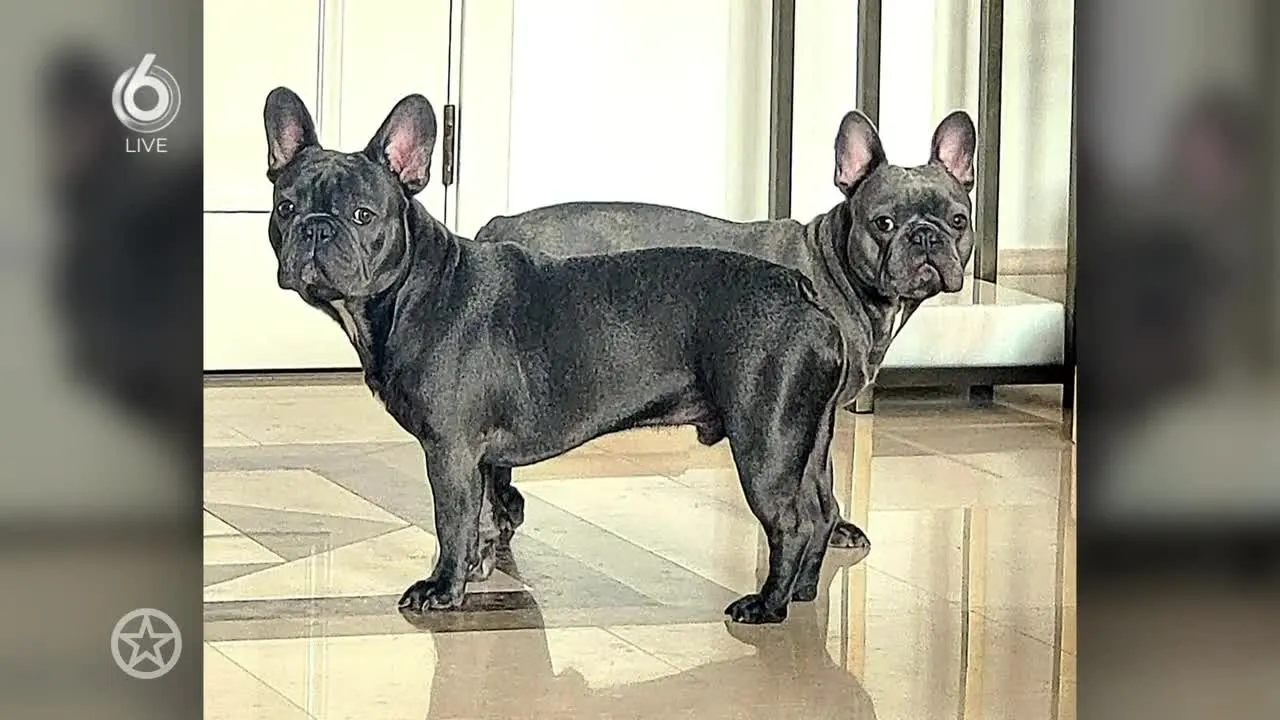 Tijdelijke terugkeer Gordon voor het promoten van zijn programma's