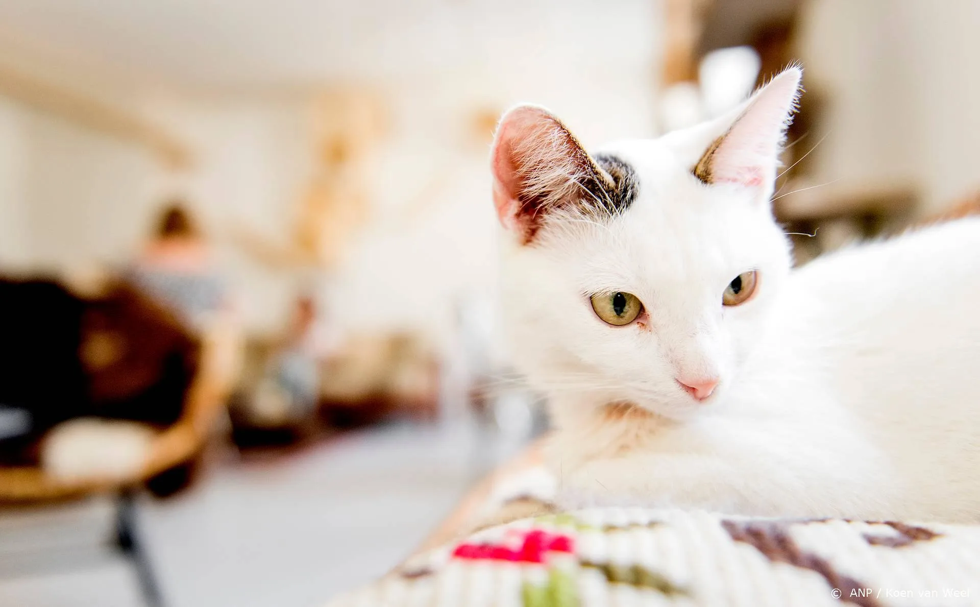 Concertgebouworkest organiseert concert voor eenzame katten