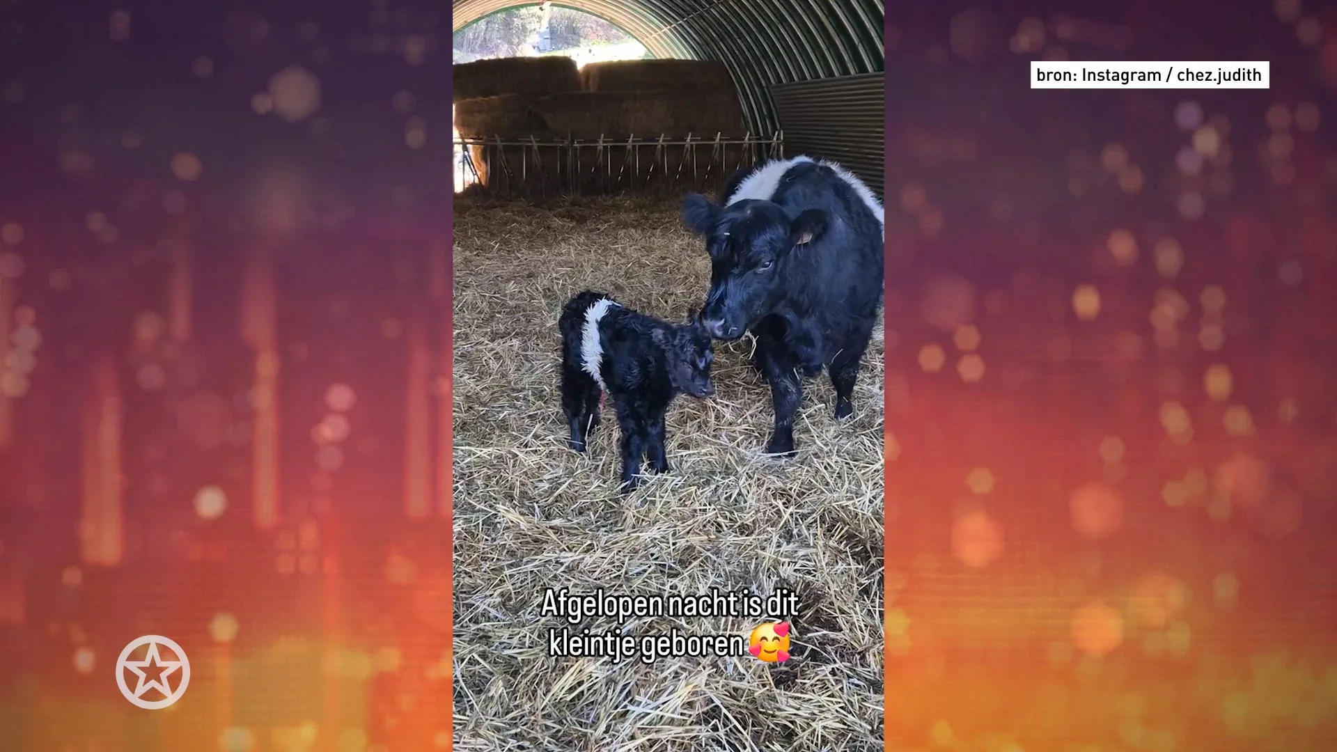 Kalfje geboren op de boerderij van Judith