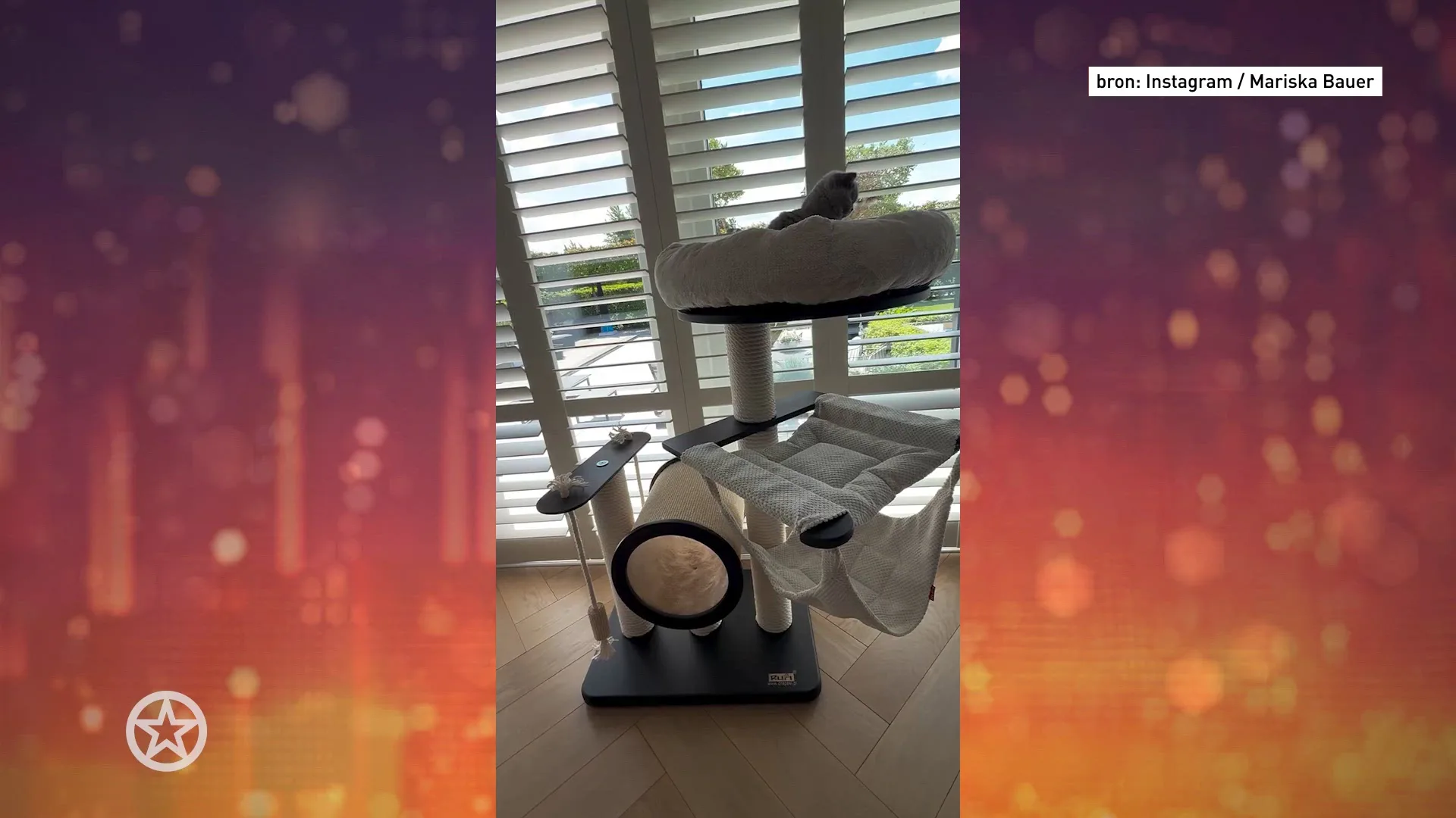 De kat van De Bauers