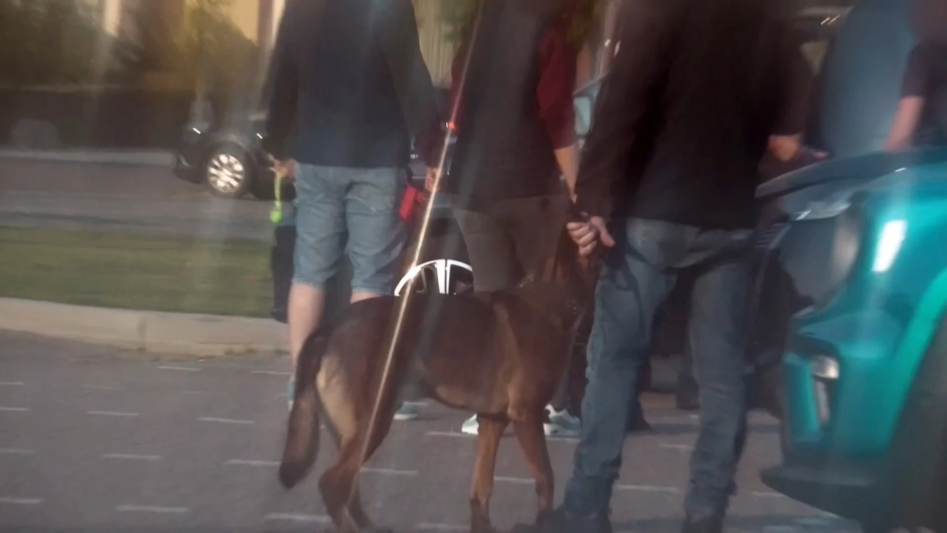 Hondentrainer gebruikt stroombanden: 'Hij moet gewoon zijn bakkes houden'