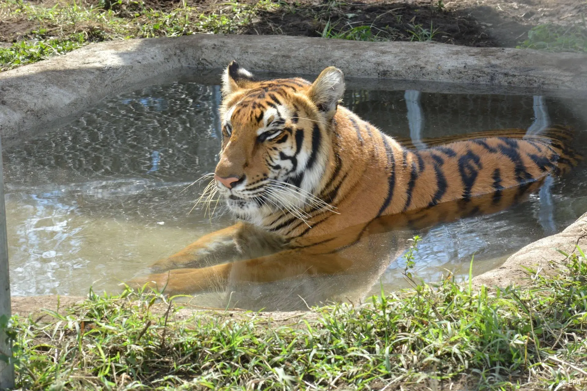 Netflix Nederland plaatst verguisde Tiger King-epiloog eerder