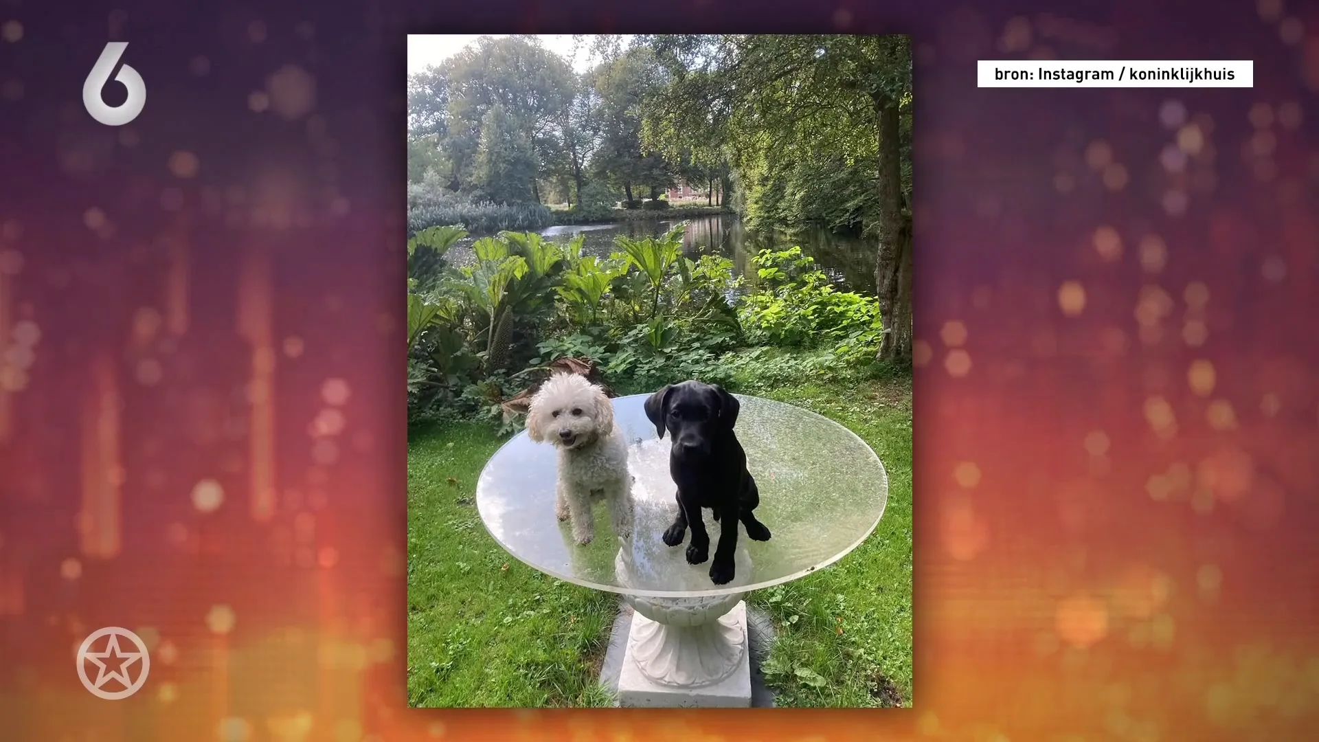 Het koningspaar heeft gezinsuitbreiding door labaradorpup Jagger