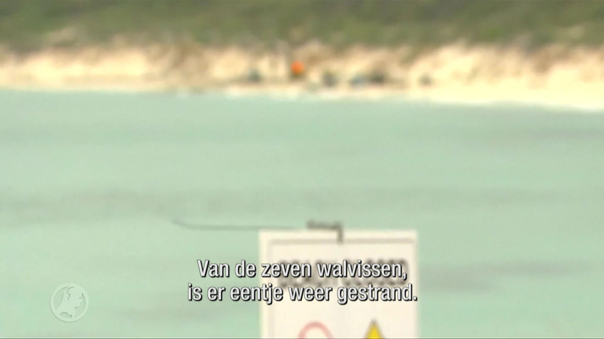 Vreselijke beelden: walvissen stranden massaal op kust