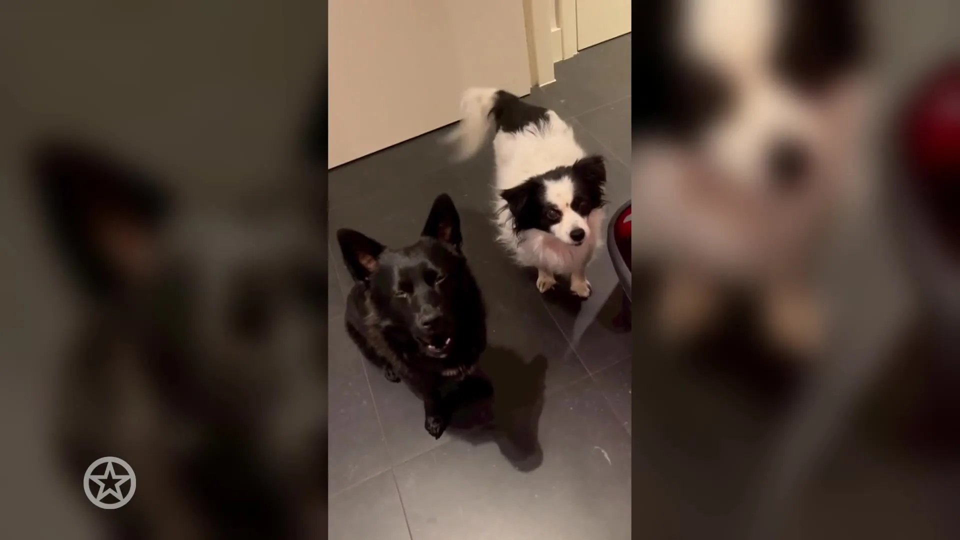 Natasja Froger praat met haar honden