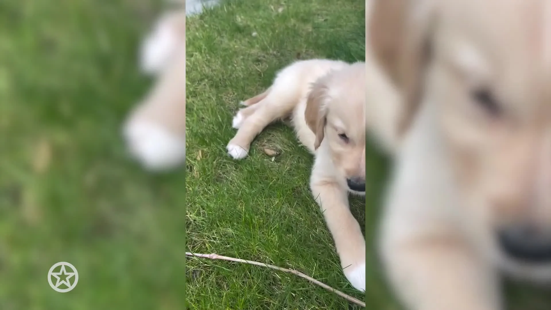 Het hondje van Maxim Froger