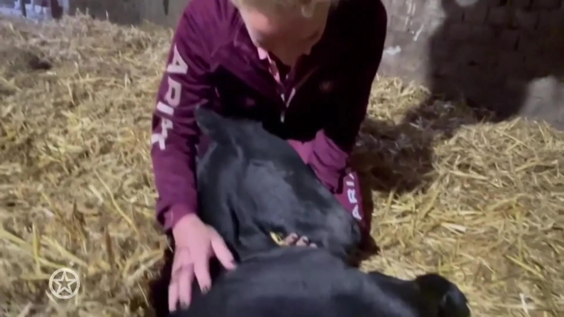 Veulen Samantha Steenwijk geboren