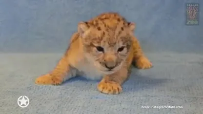 SCHATTIG! Dit is de echte Simba