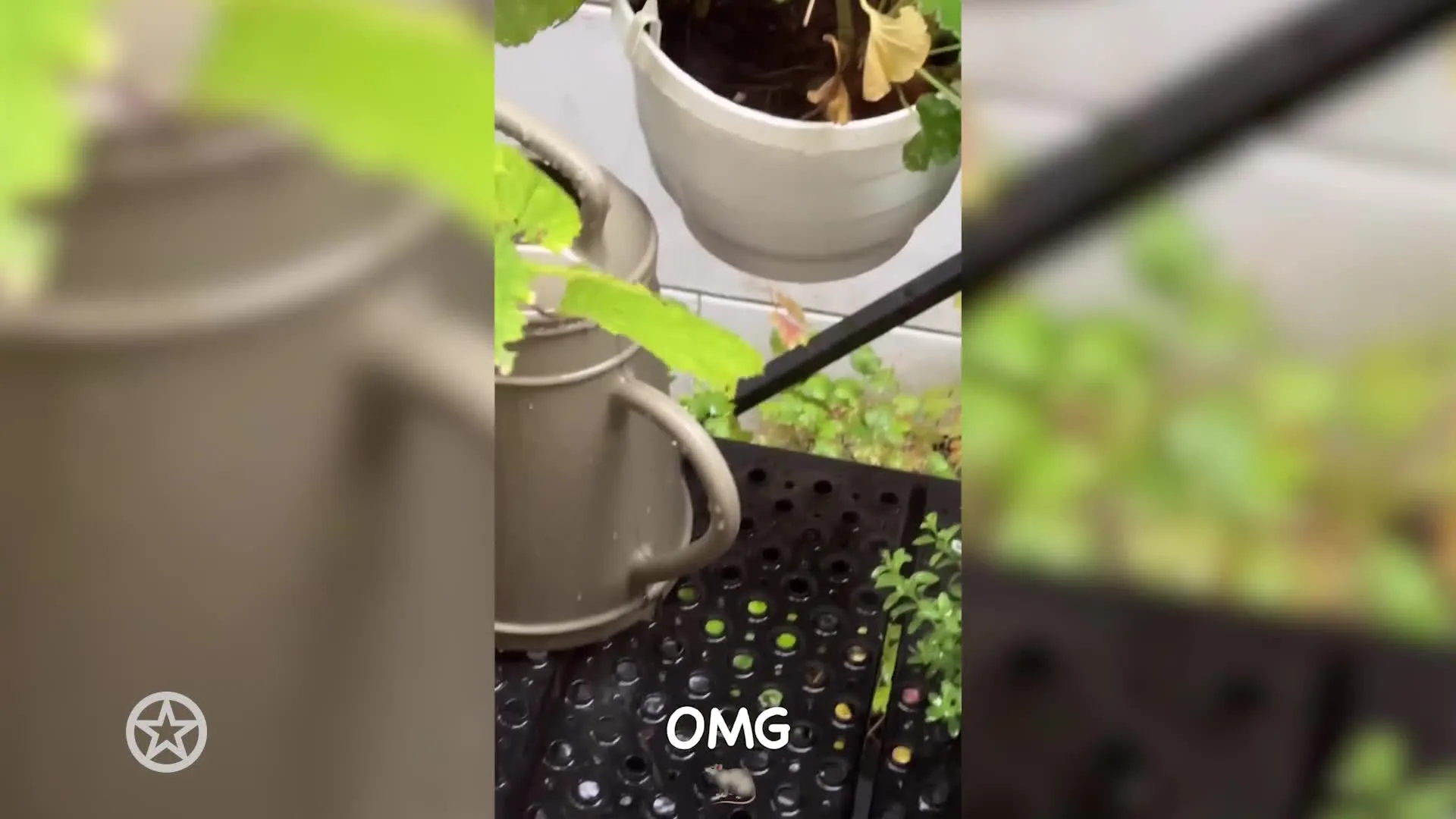 Bridget Maasland heeft ratten