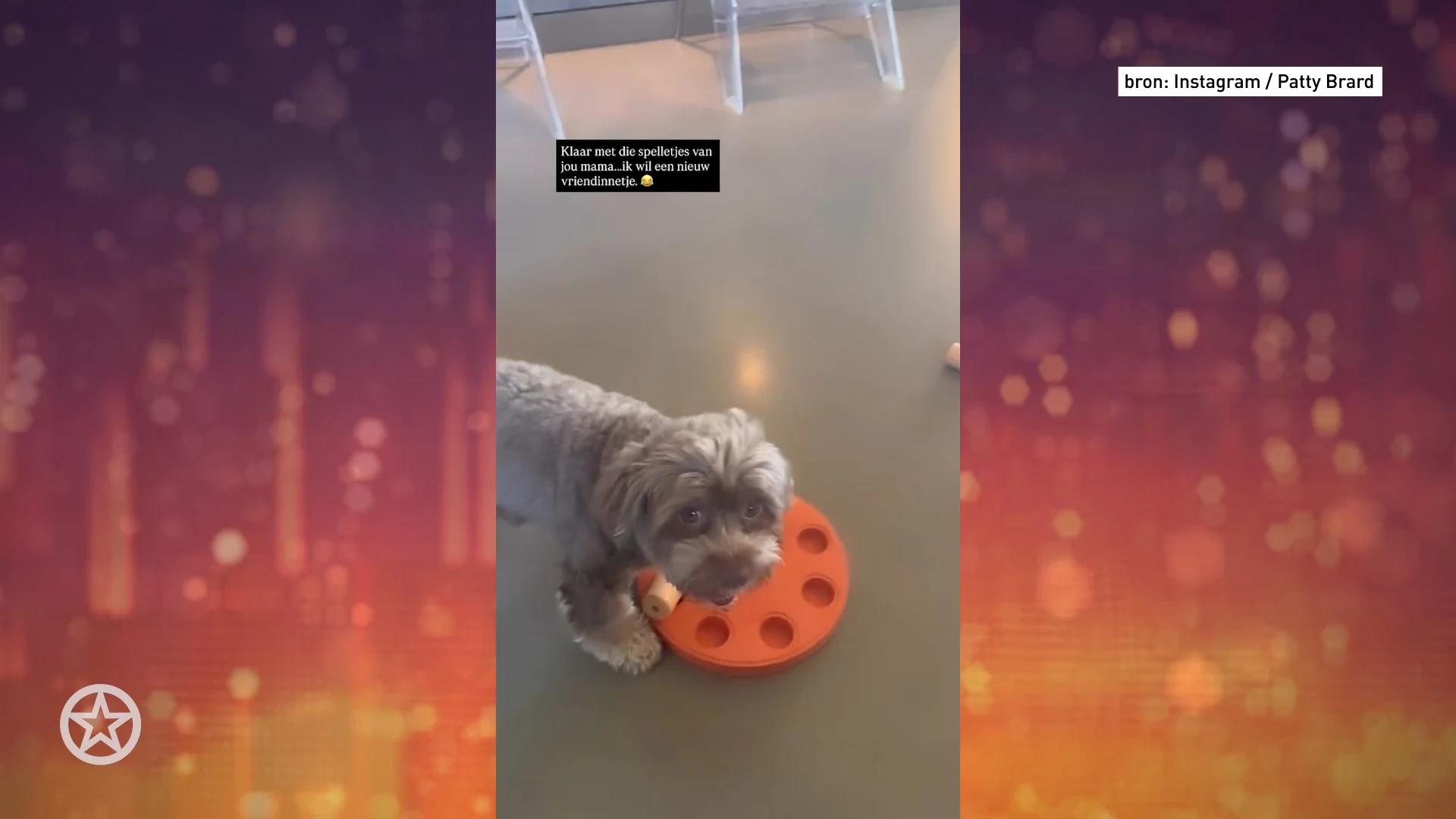 Hondje Patty Brard krijgt nieuw vriendinnetje