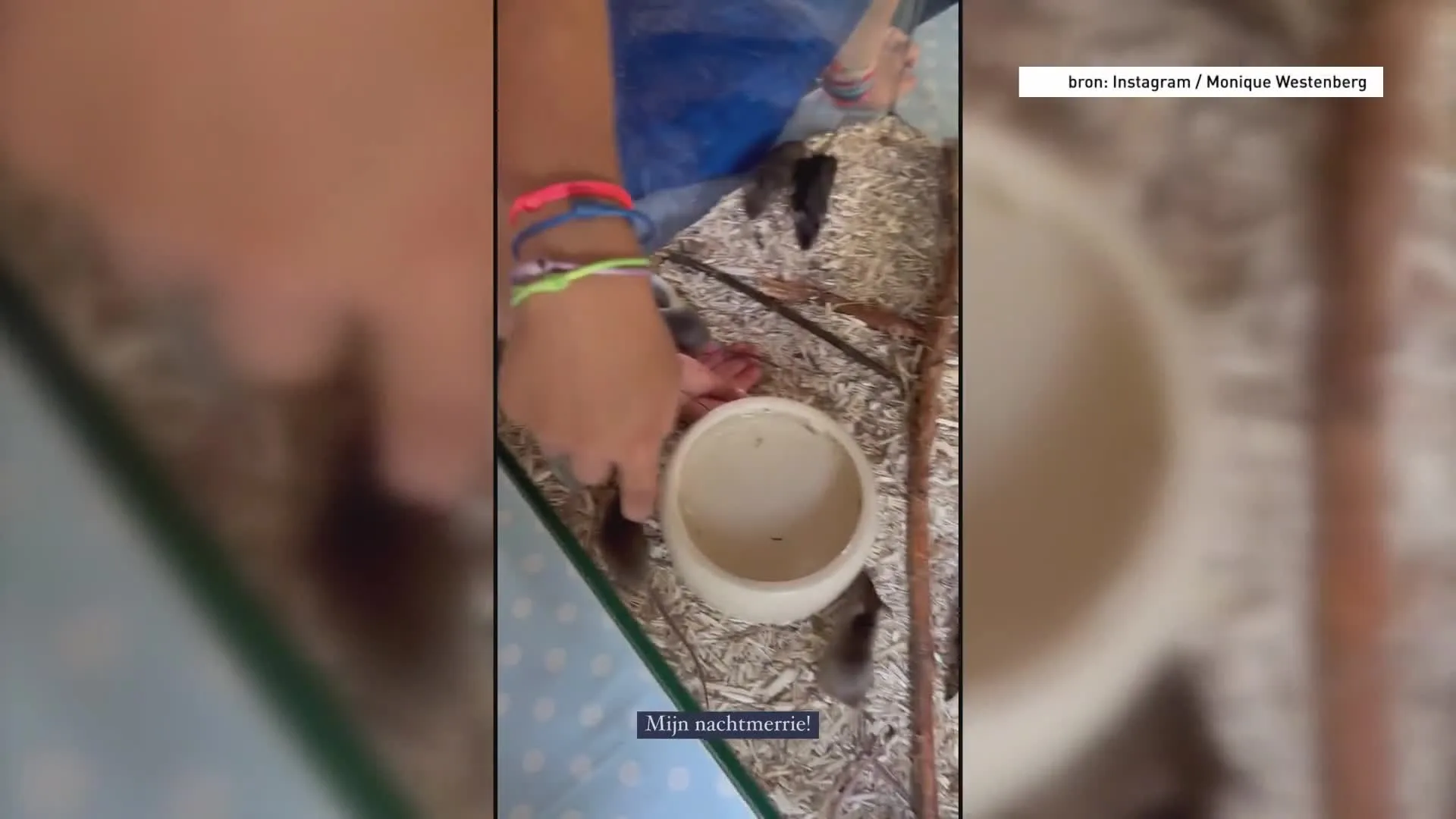 Monique Westenberg over 'nachtmerrie'