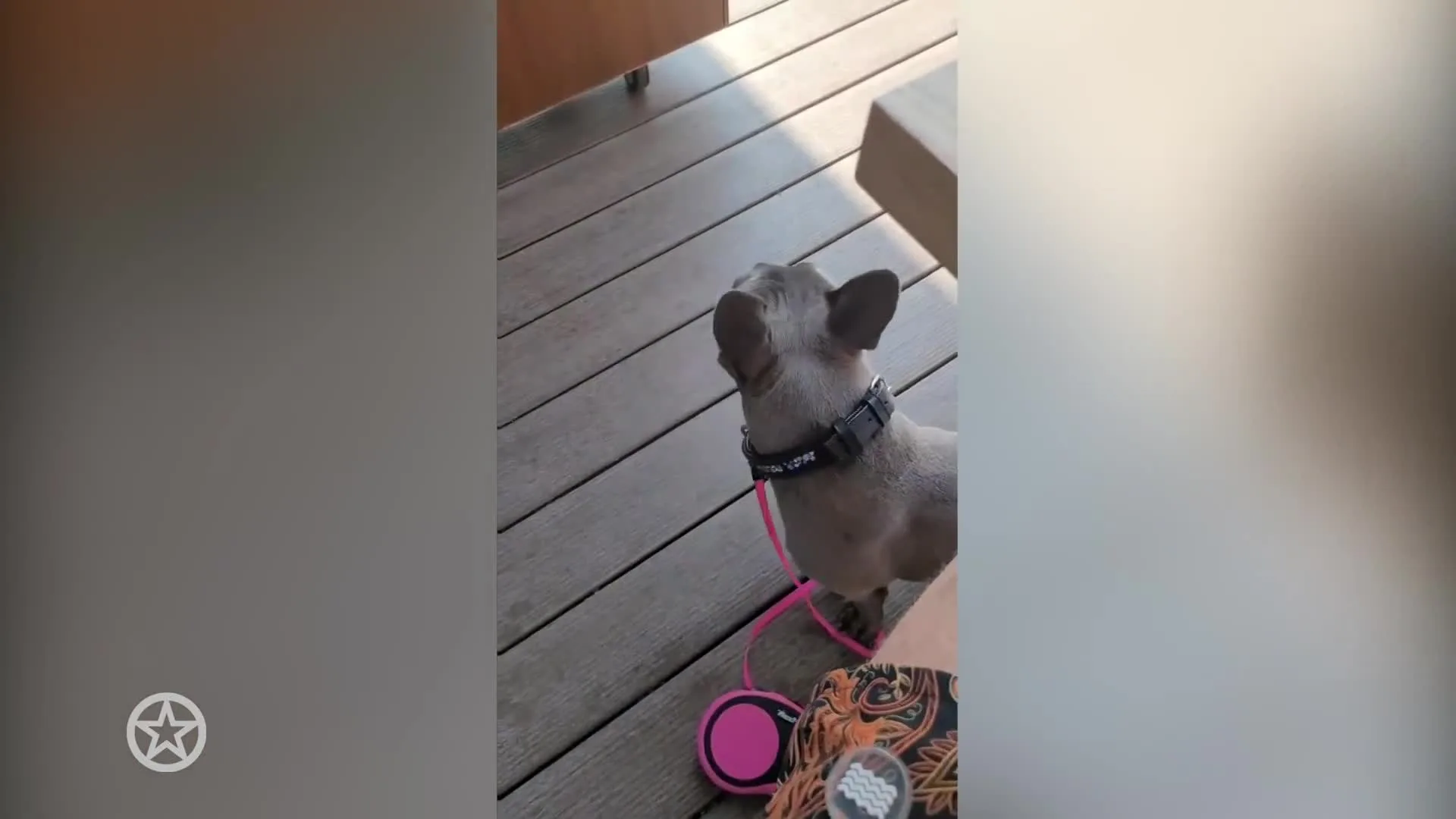 Toto bij de airco in Dubai