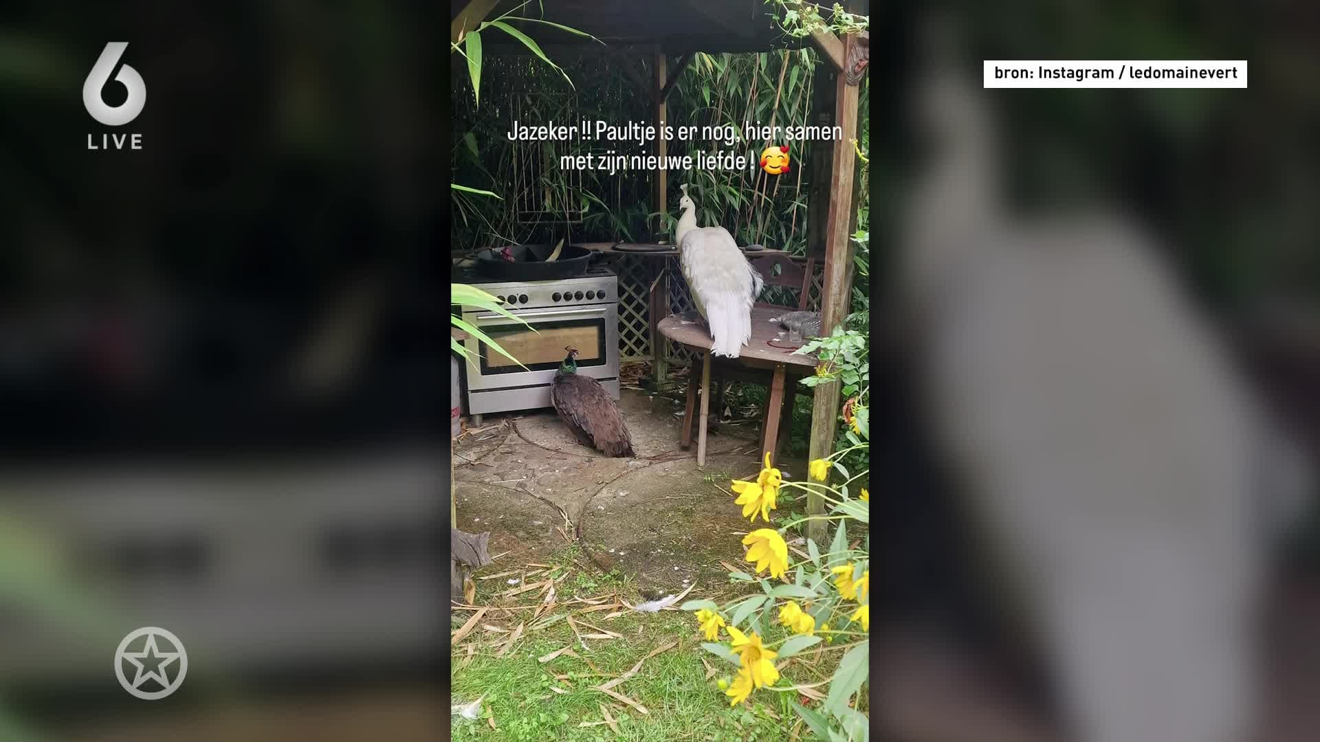 B&B Vol Liefde-Walter deelt liefdesgeluk