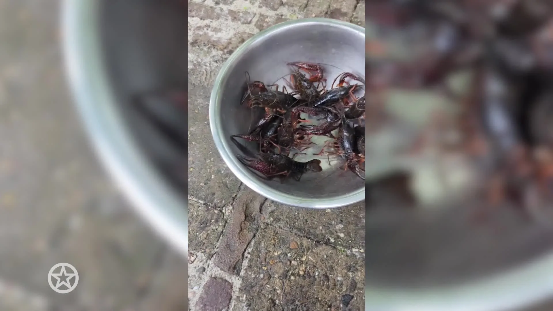 Douwe Bob vangt en kookt rivierkreeften