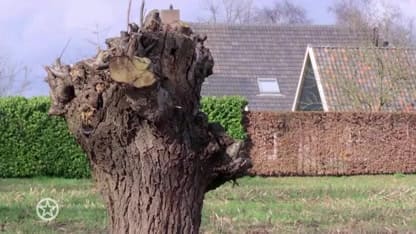 Dit zijn de toekomstplannen van de Meilandjes!